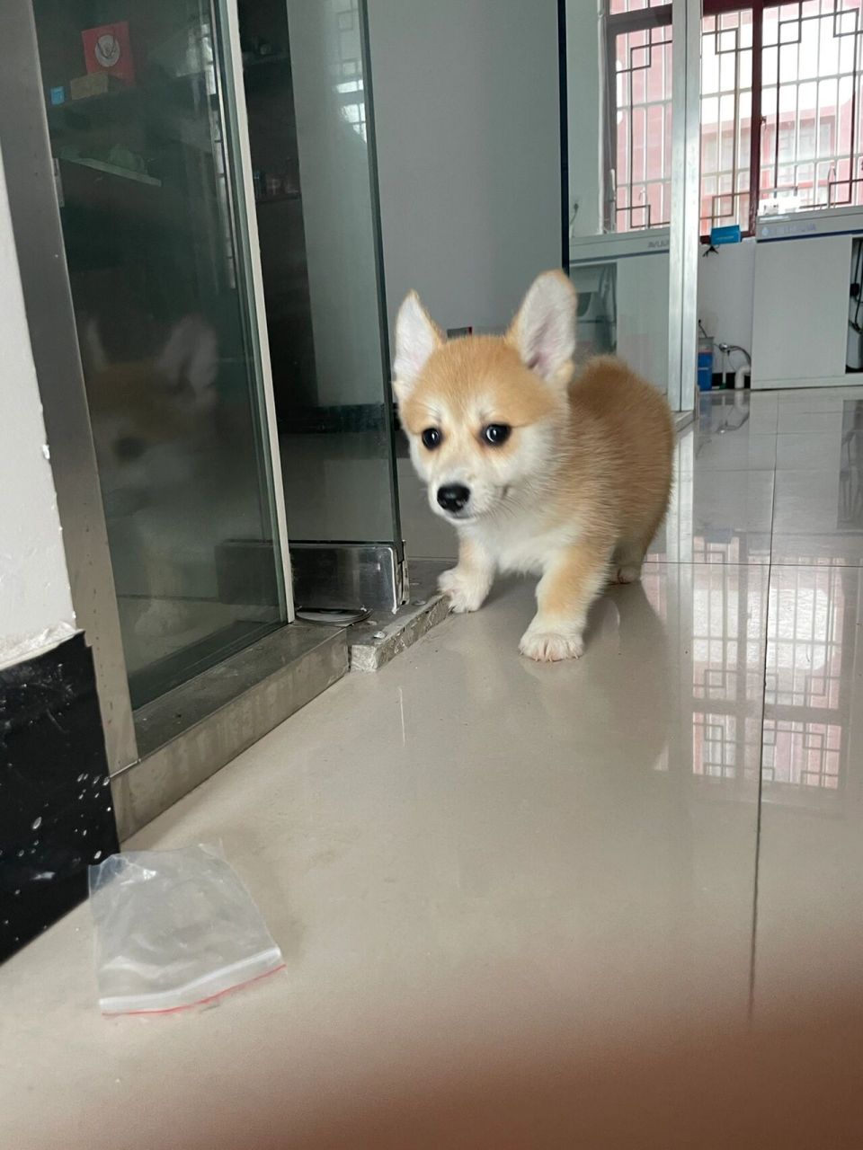 柯基土狗串长成这样?