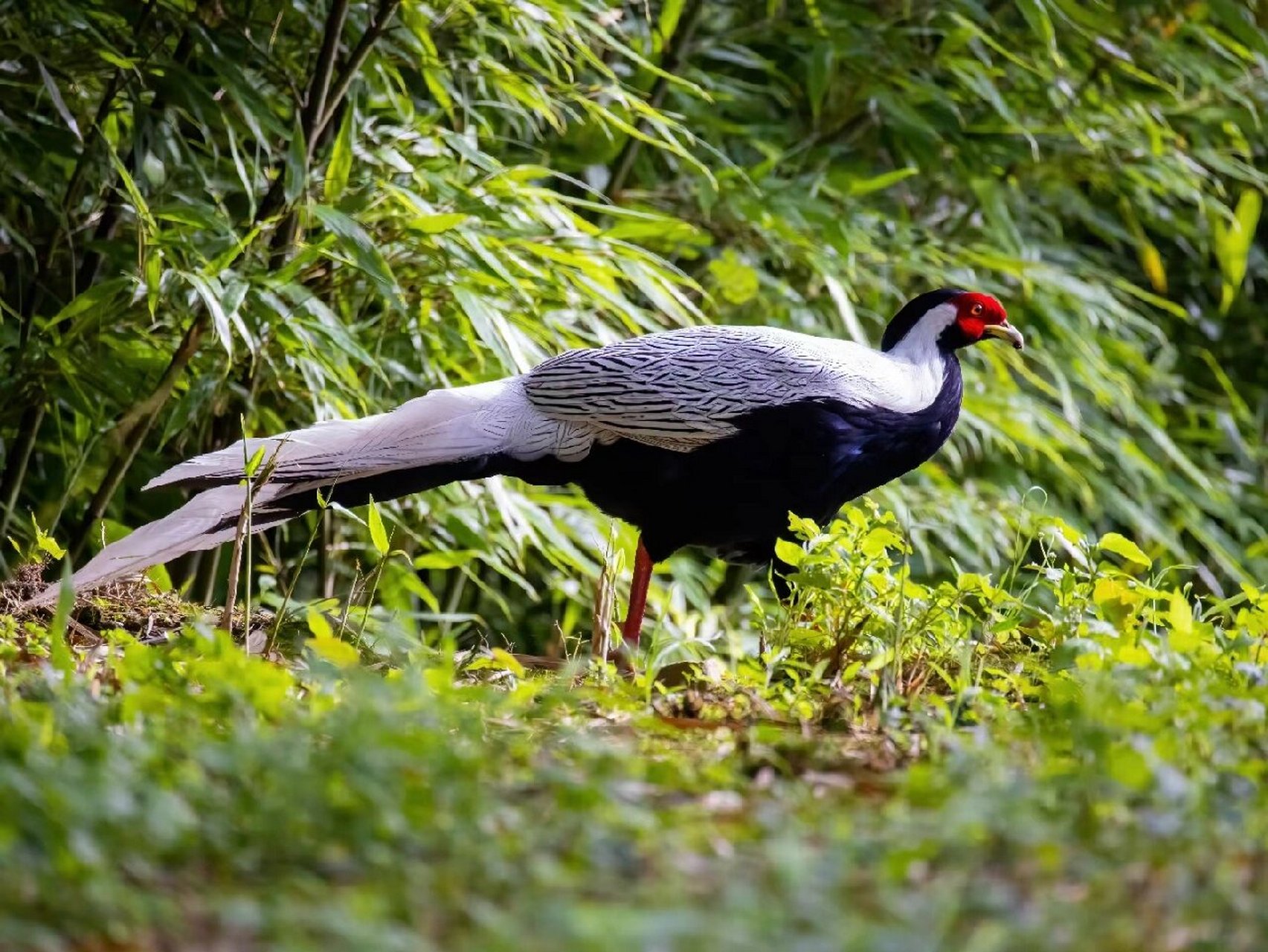 1——无危(lc). 列入中国《国家重点保护野生动物名录》二级