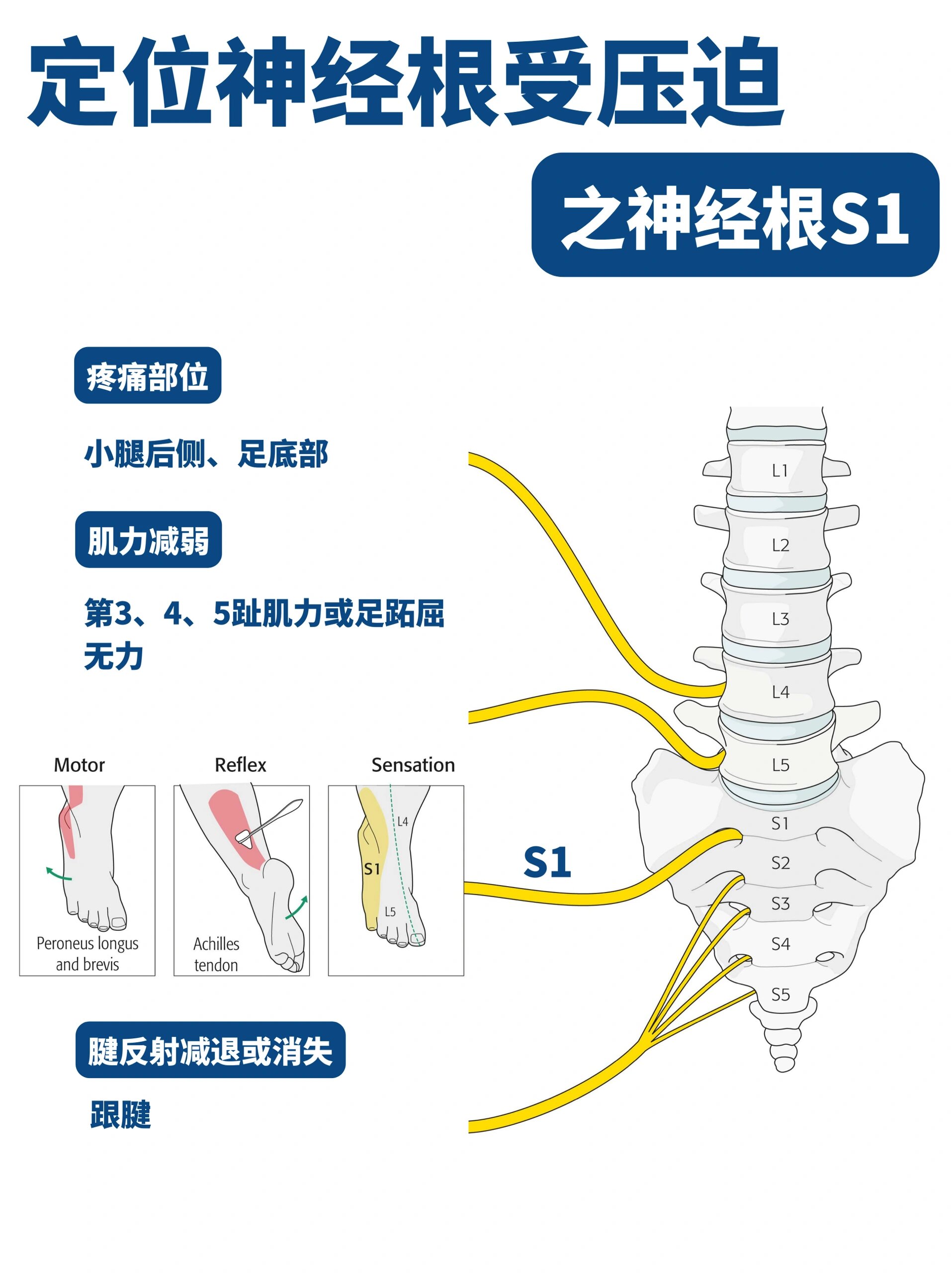 感觉神经节段分布图图片