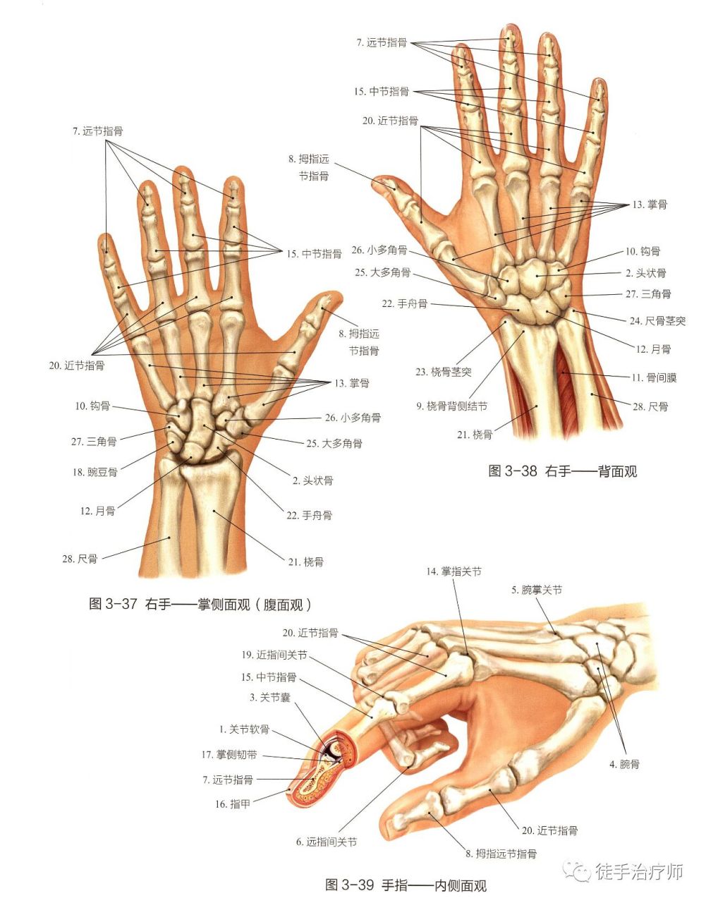 腕骨和手骨 腕骨和手骨 手部具有27块骨头和19个关节.