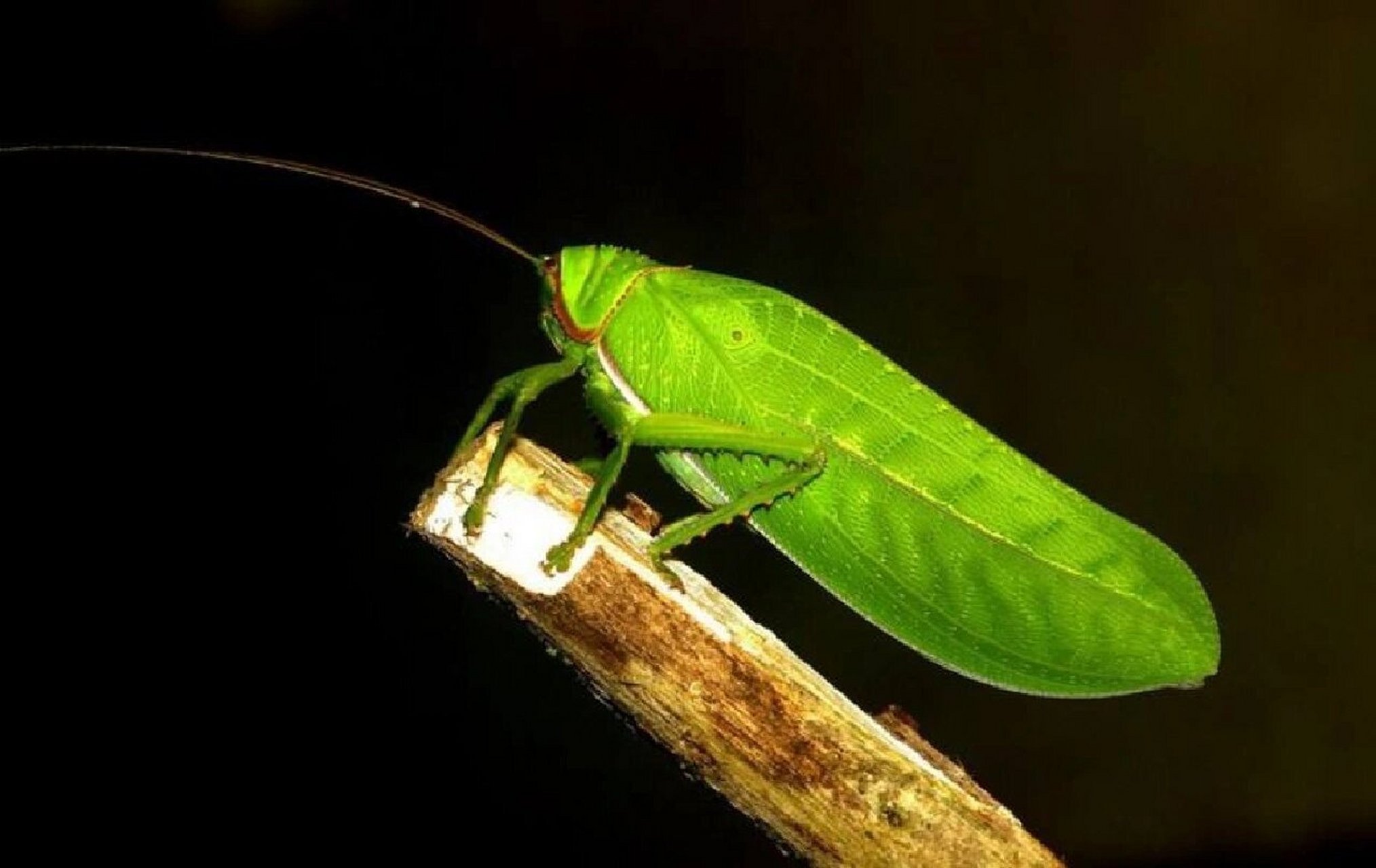 国内鸣虫之最——巨拟叶螽 巨拟叶螽(pseudophyllus titan white)