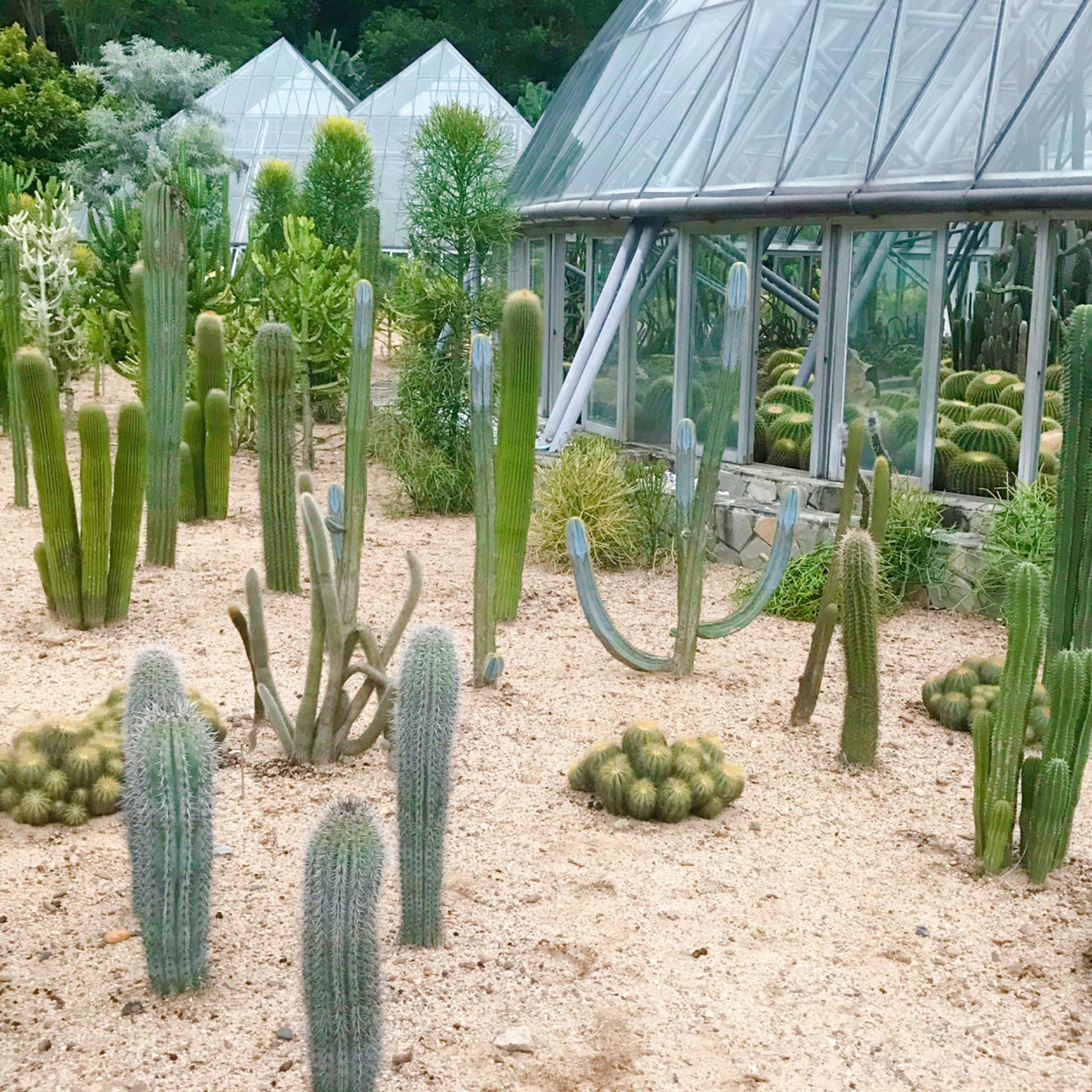 仙湖植物园门票(仙湖植物园门票预约app)