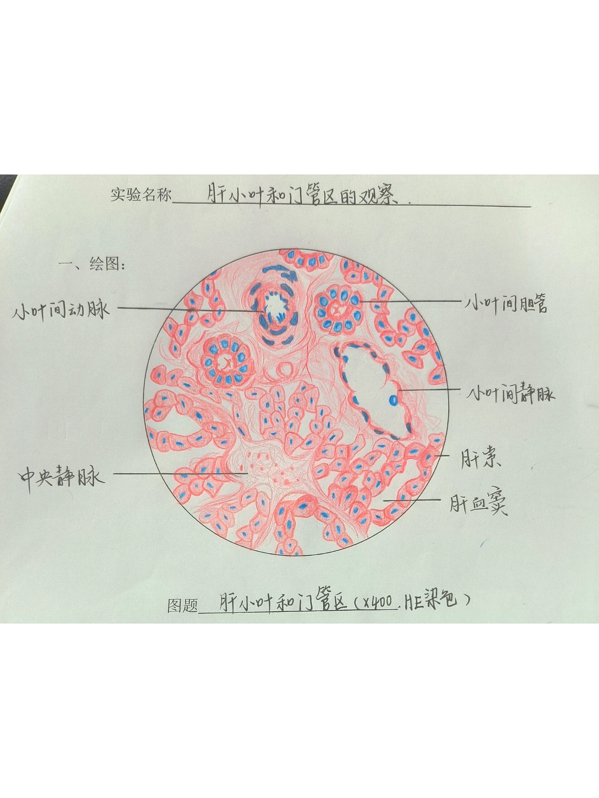 肝小叶和门管区的观察