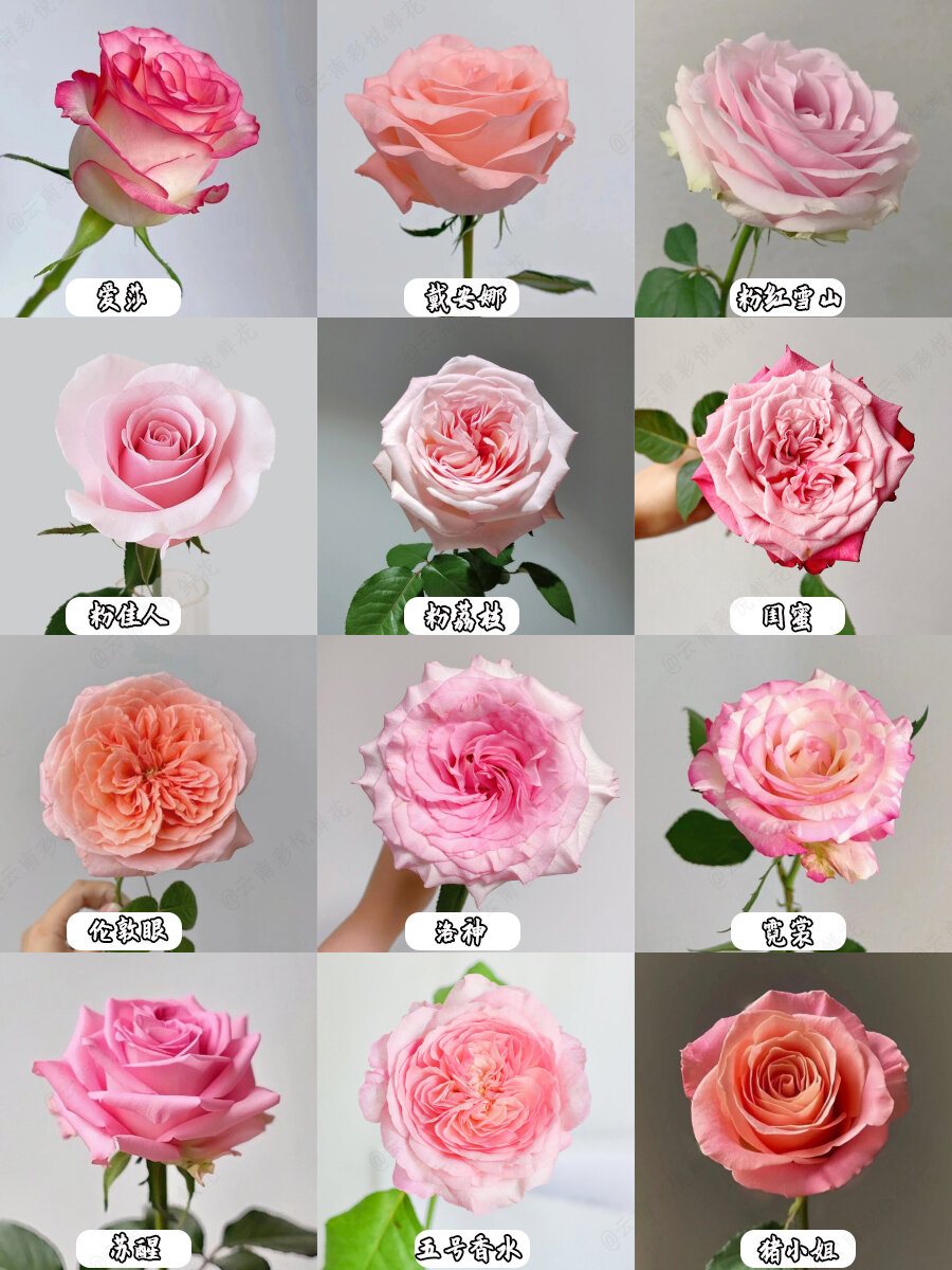 9754种常见玫瑰品种大全/建议收藏60