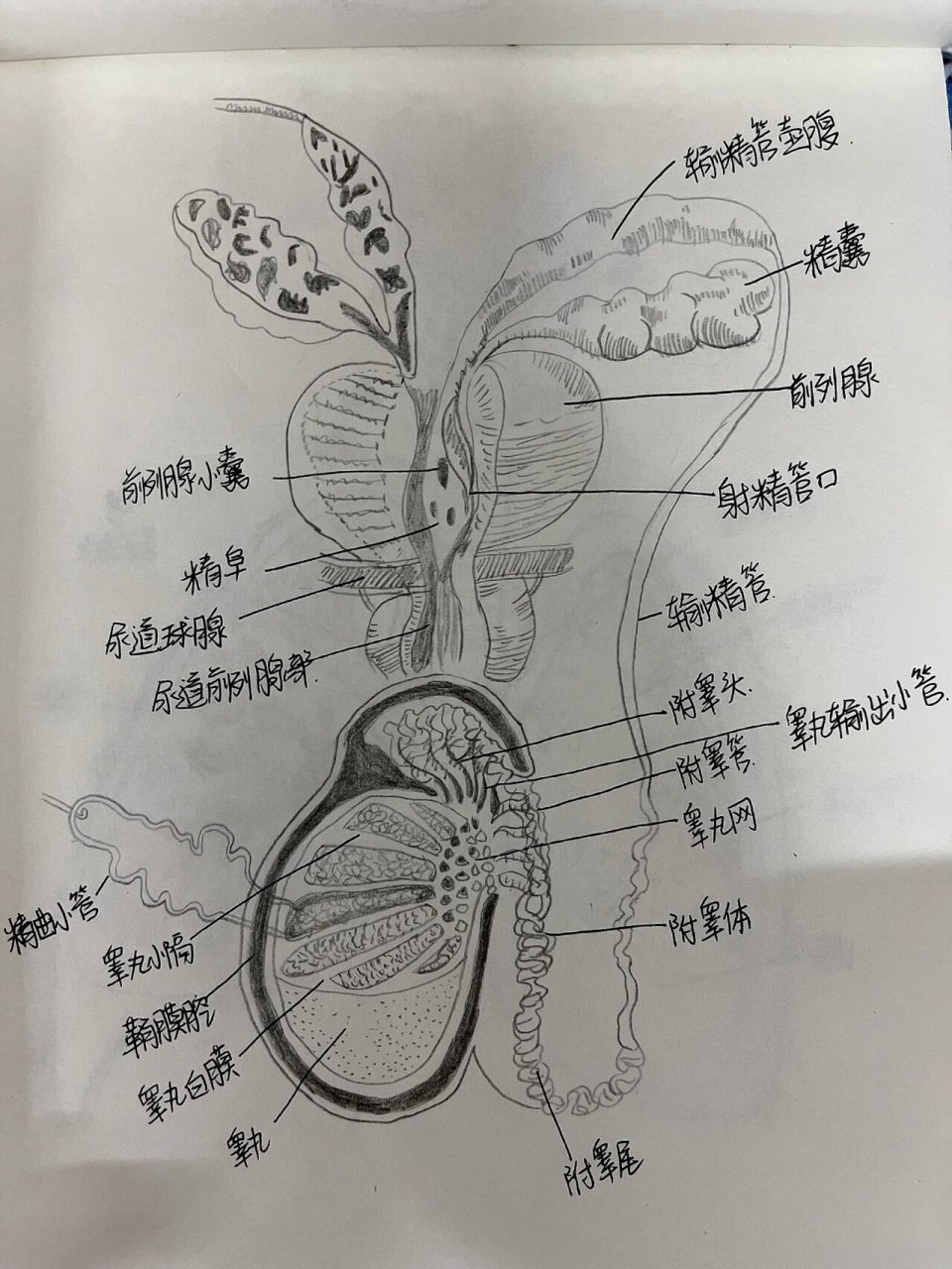 睾丸的简笔画图片