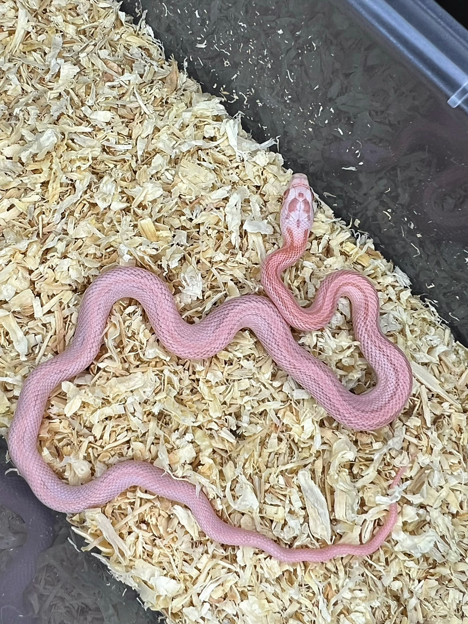 粉红色的蛇你见过吗 三文鱼系列玉米蛇