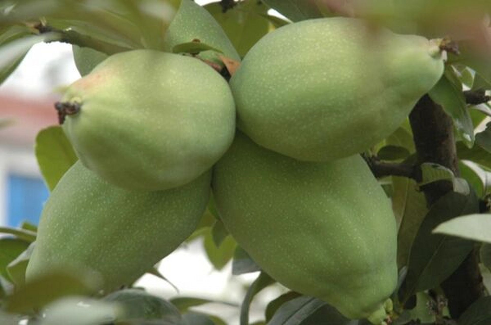 记录认识的中药材 68 | 野木瓜 99药材名: 野木瓜(木通科) 99别名