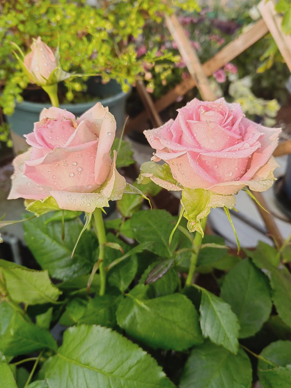 新星 月季 可以超长待机的切花