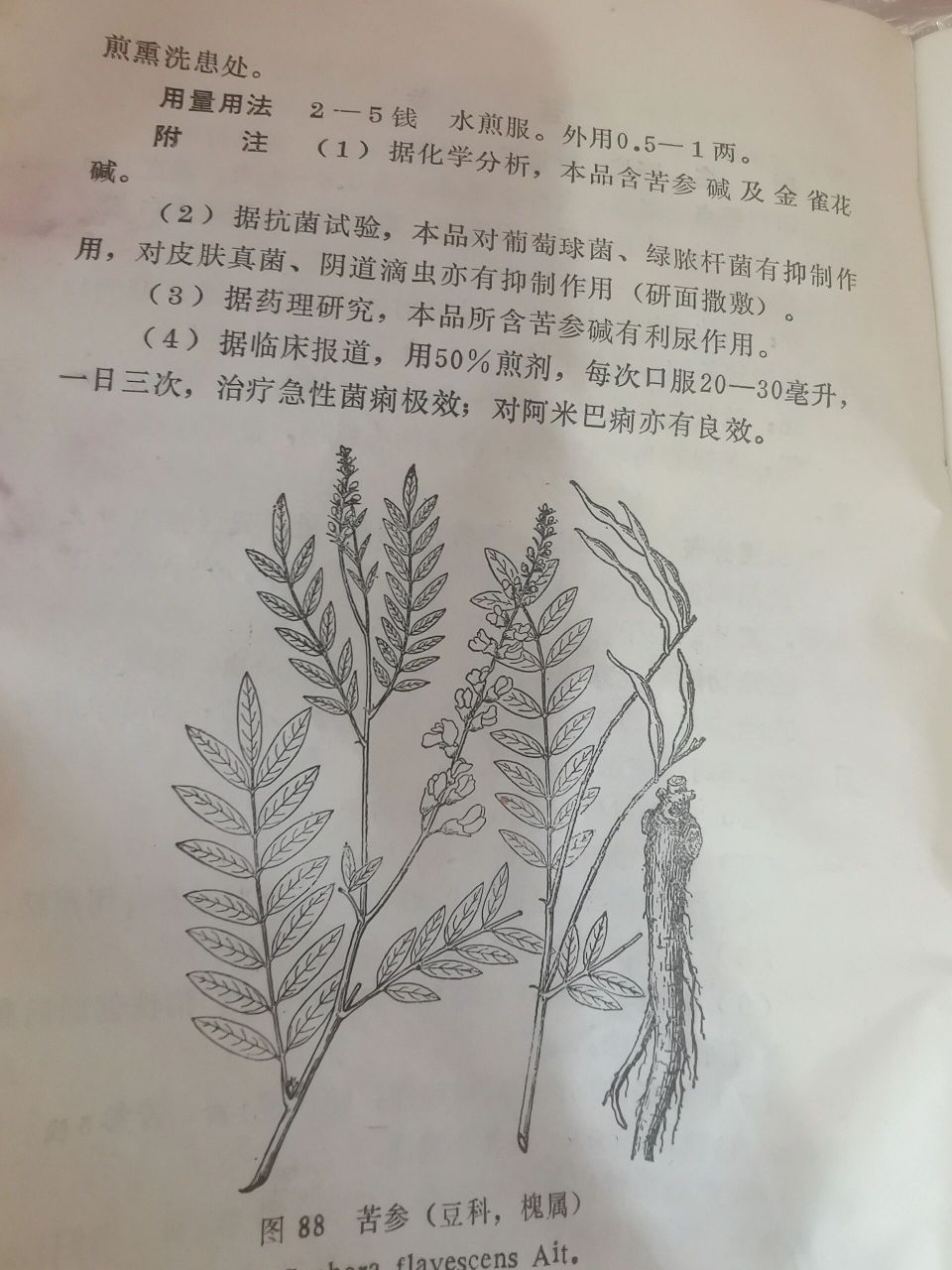 苦参简笔画图片