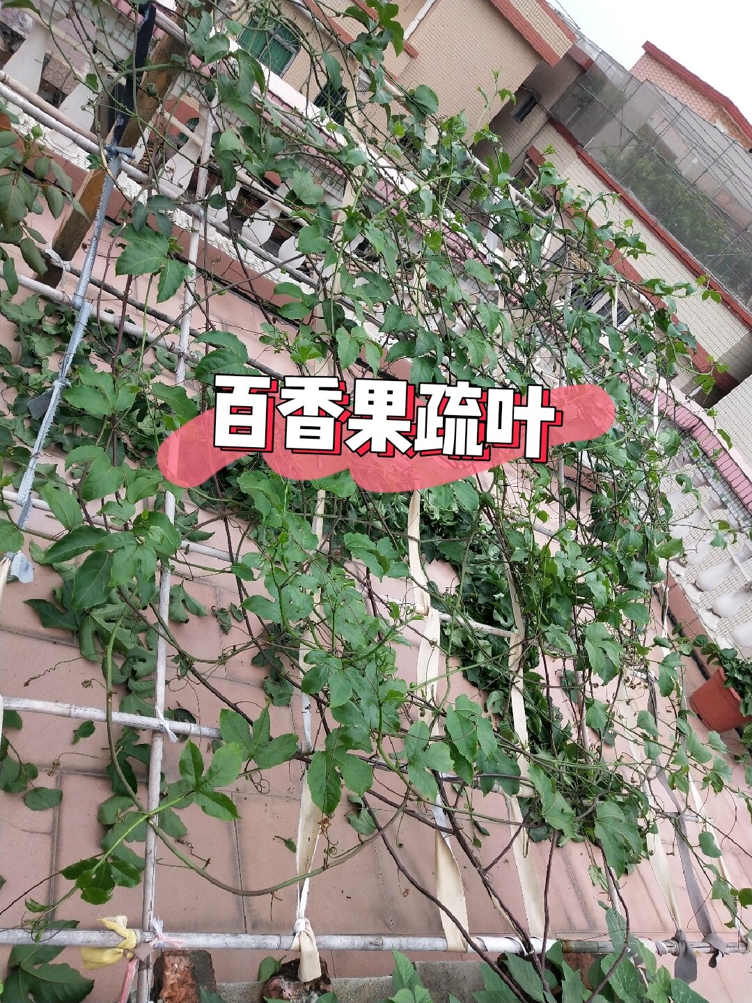 百香果过冬修剪图图片