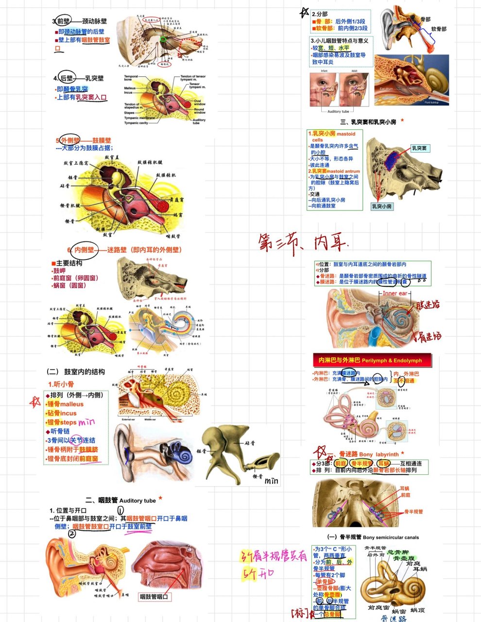 前庭蜗器的解剖结构图图片