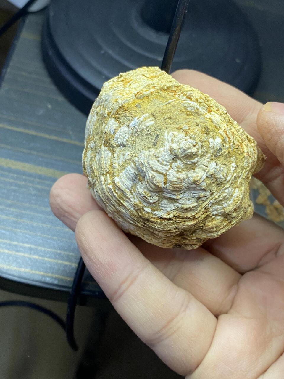 珊瑚化石 泥盆纪珊瑚化石,云南产,比较完整,最近很少遇到这样完整的小