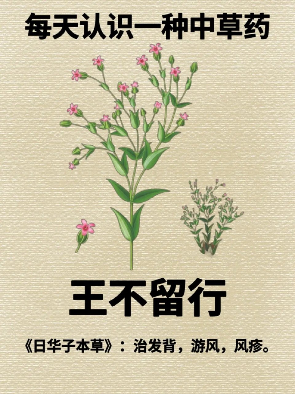 98王不留行药性苦,平.
