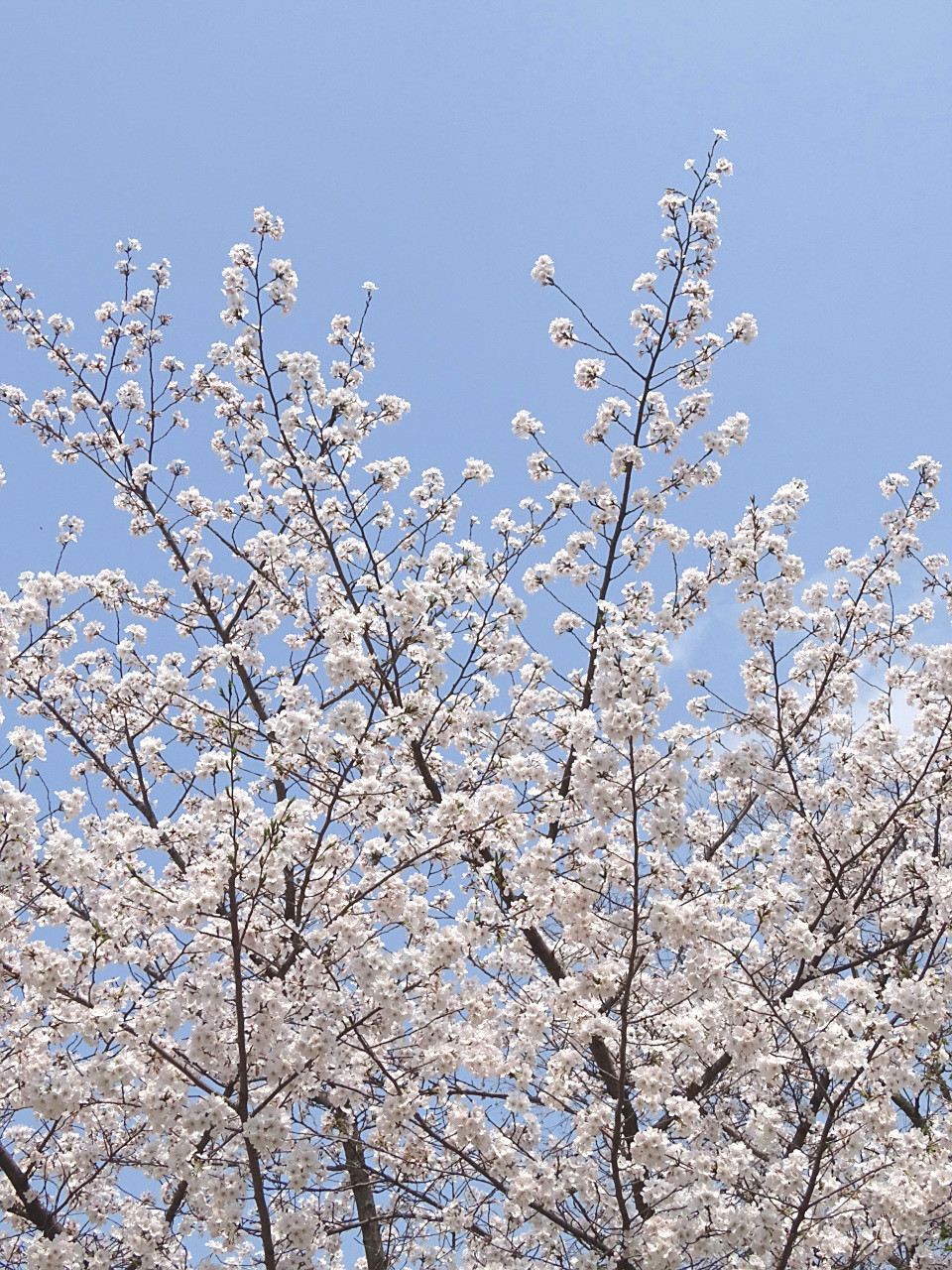 "樱花",拍摄于瓜渚湖.