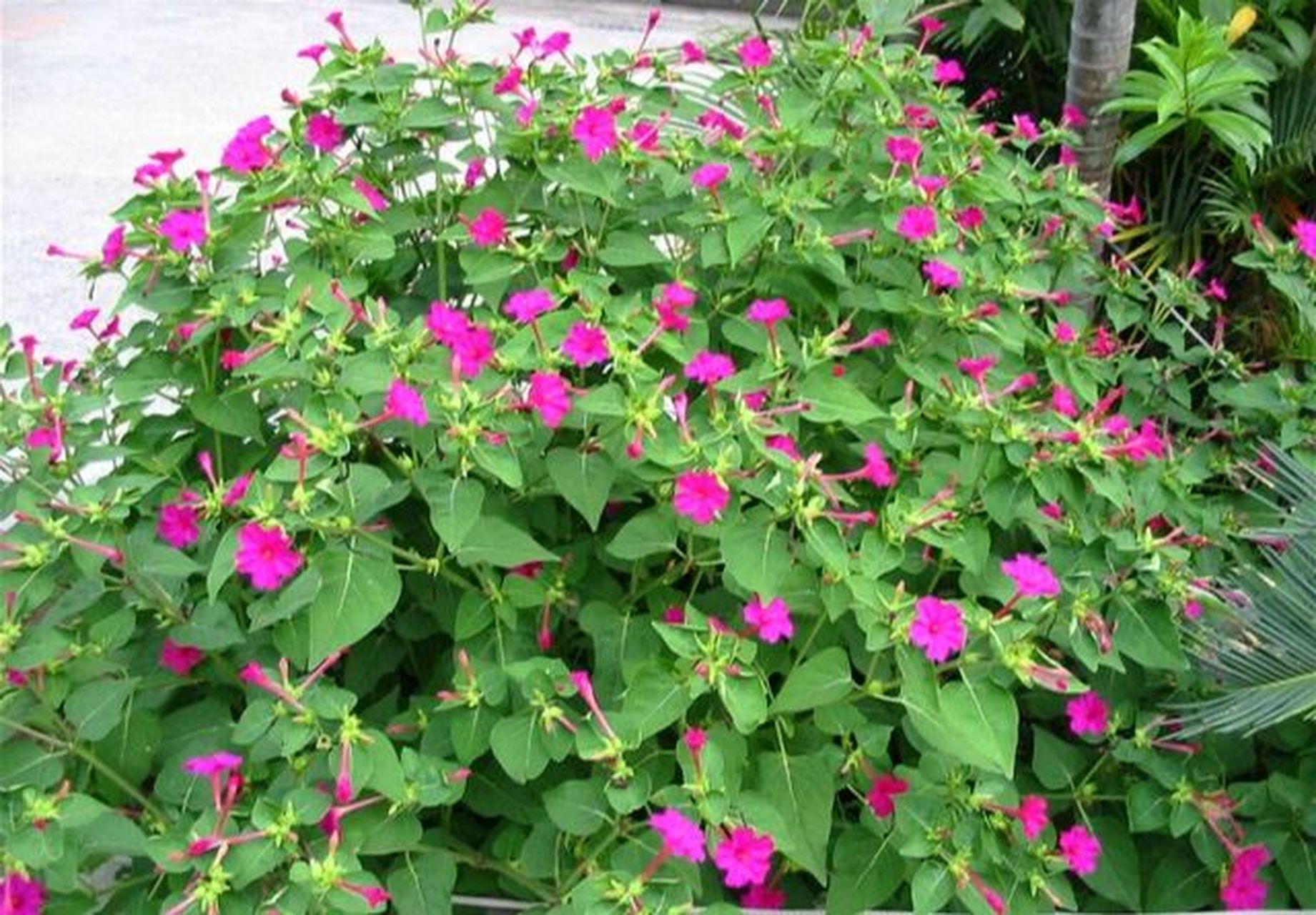 胭脂花的作用  小时候的乡下墙角,总是会有这些花94的影子 花朵可以