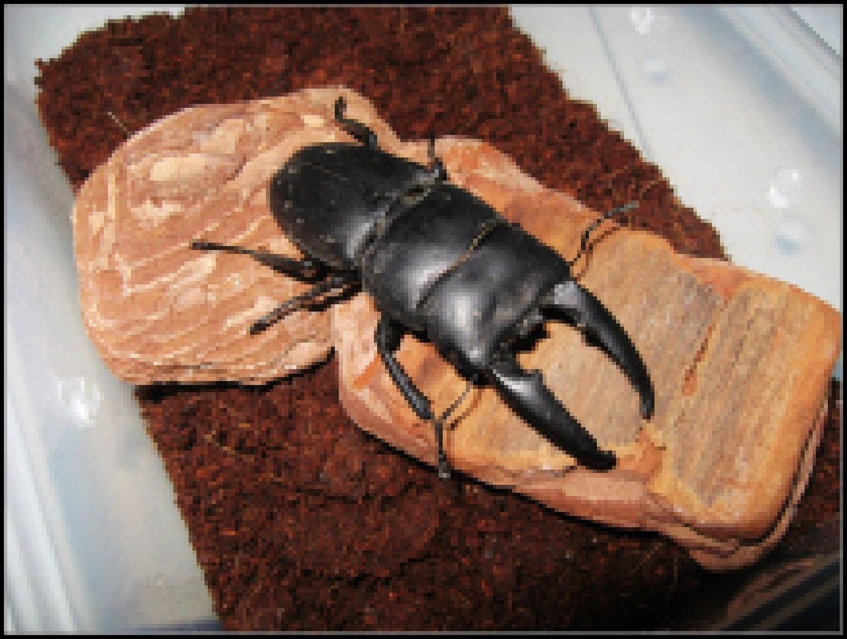 中华大扁锹,饲养攻略 中华大扁锹,是我国最常见的锹甲,饲养容易是新手