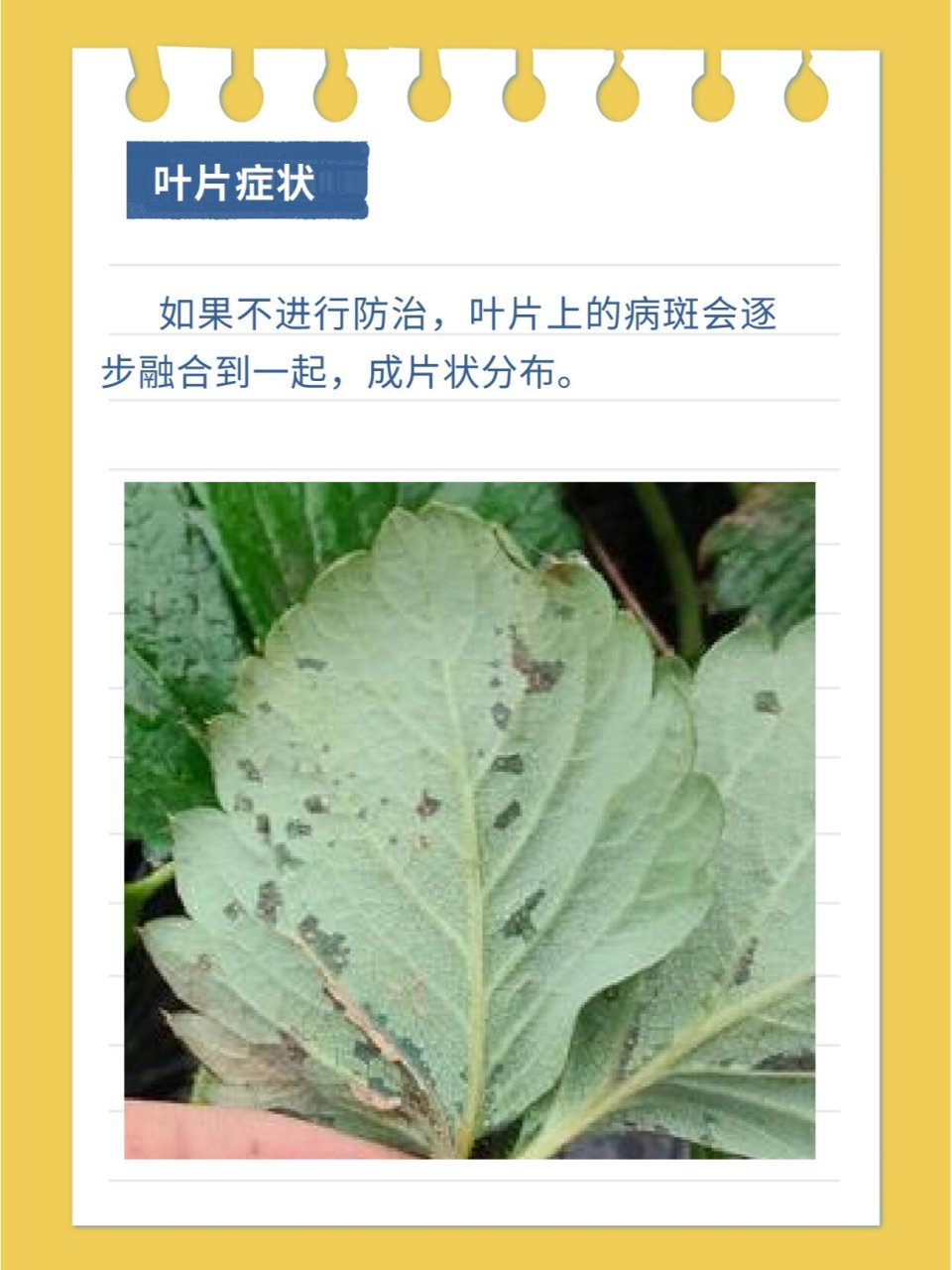 草莓常见病害之角斑病,不用农92预防干货 草莓细07菌性角斑病又称