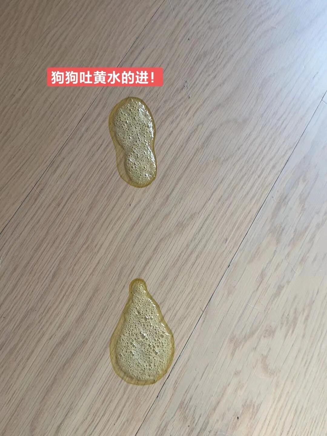 最近到底有多少狗狗都在吐黄水