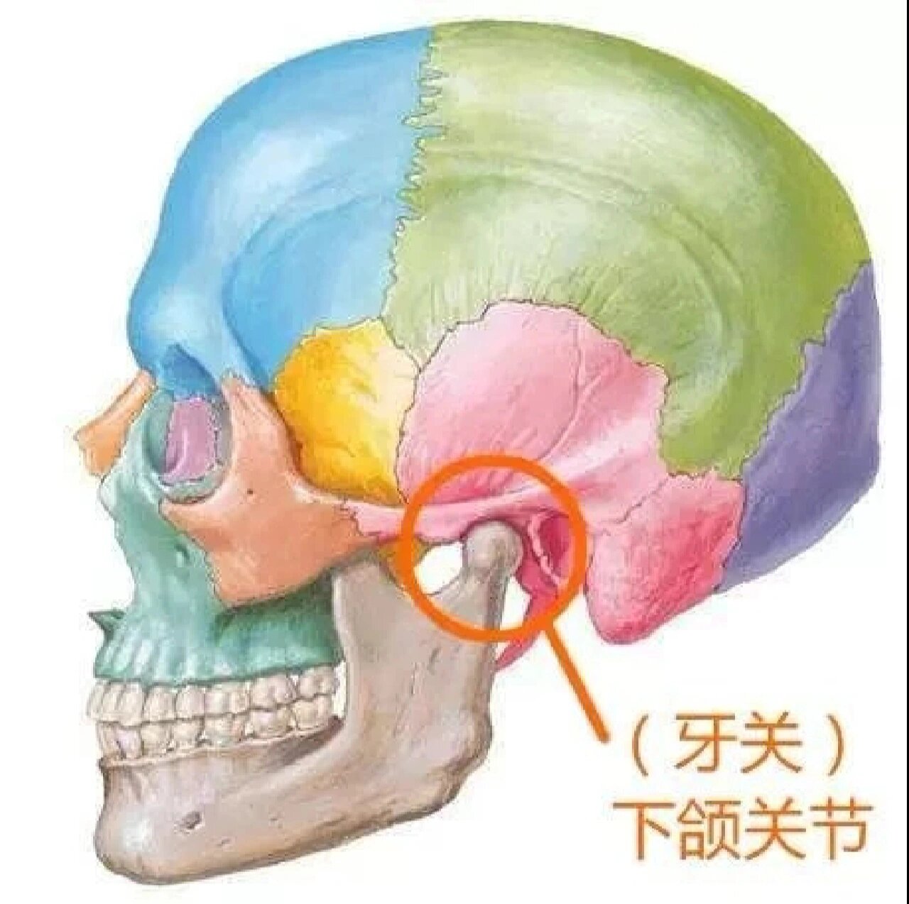 打牙关图片图片