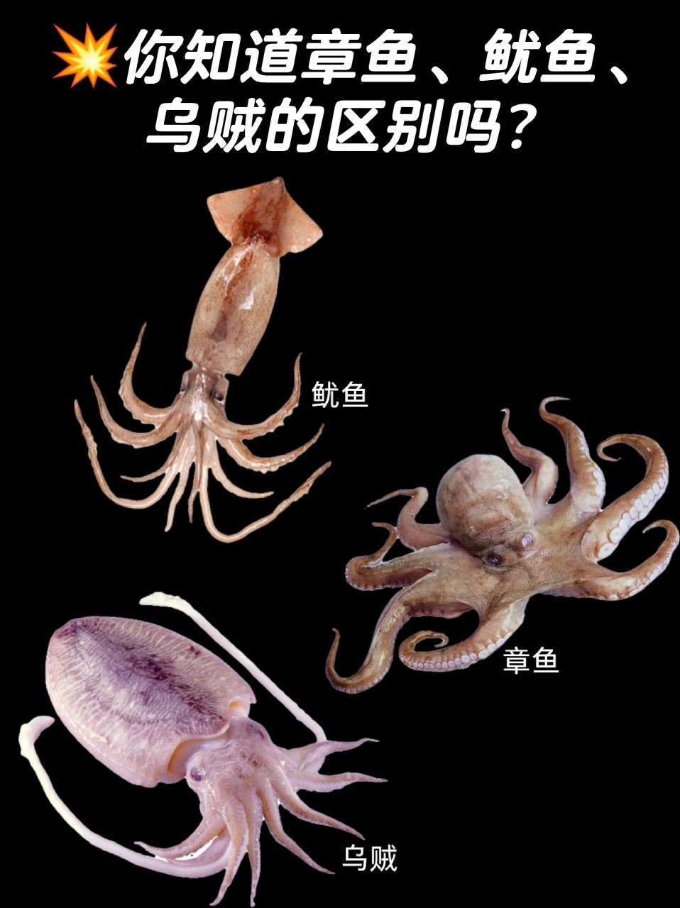 98乌贼,鱿鱼,章鱼这些生物都隶属于软体动物门,头足纲.