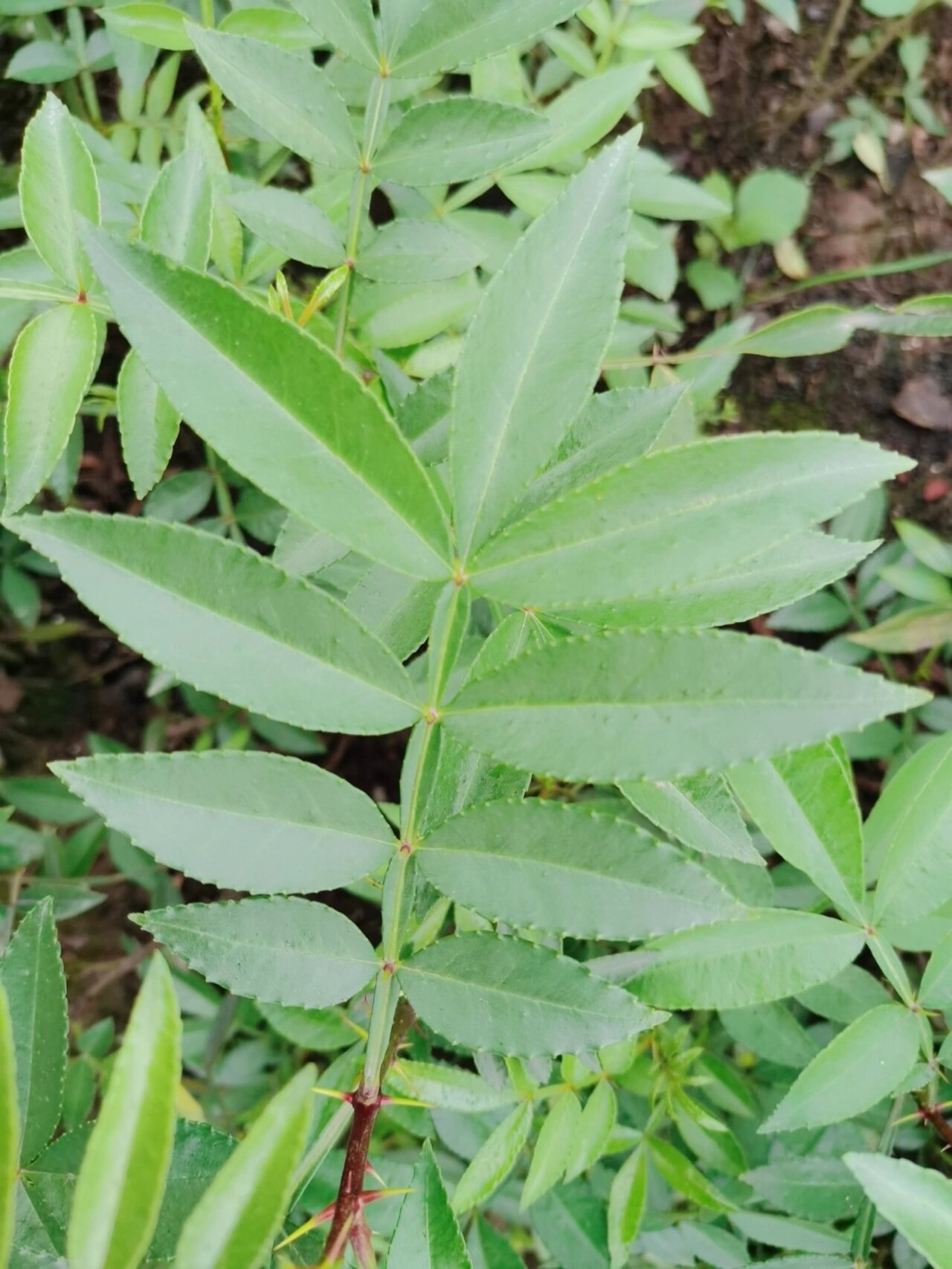 正宗好花椒,九张叶子,九叶青花椒苗