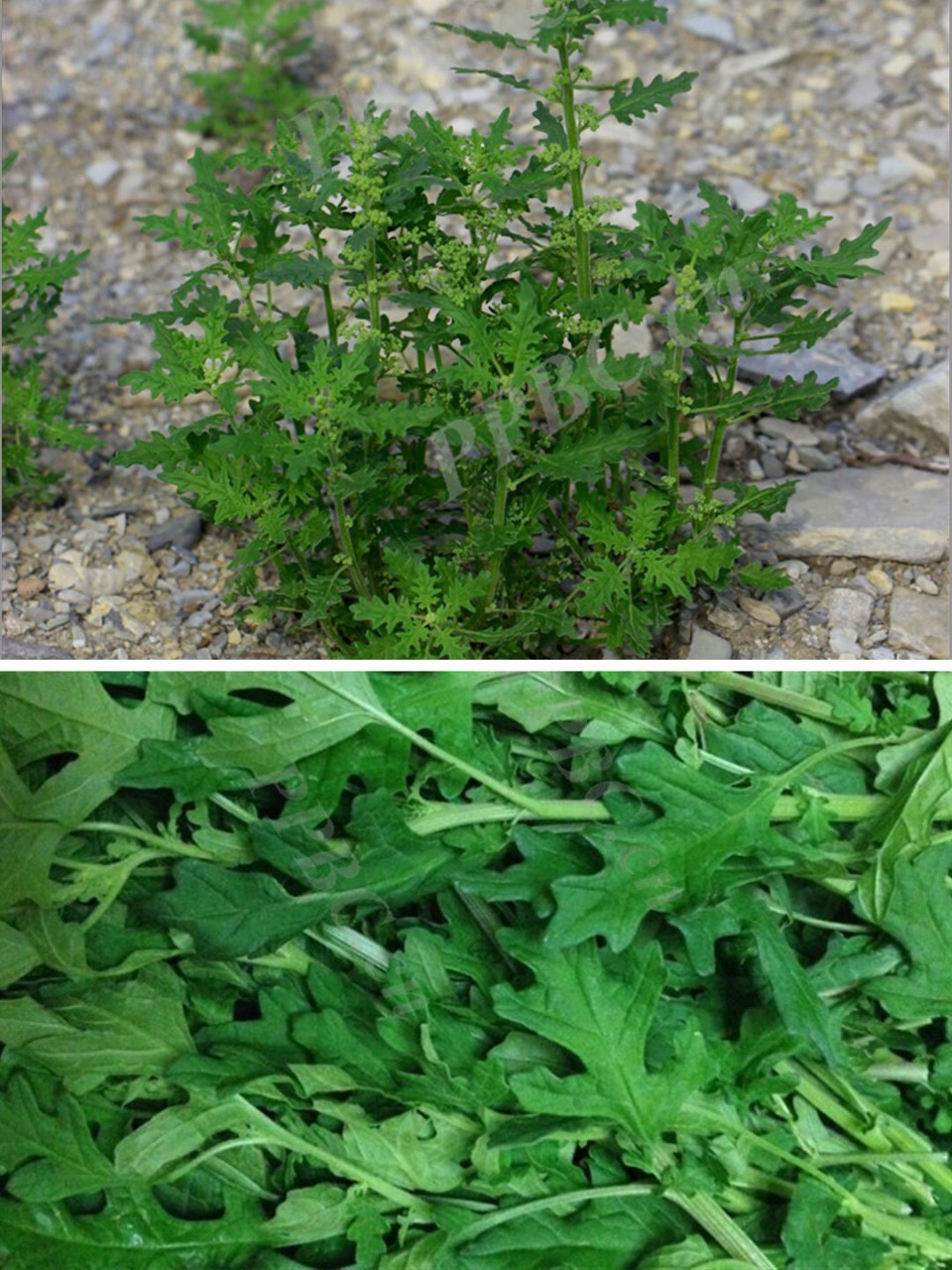 165 | 臭蒿,臭臭的还是香香的吃了才知 ⚠️ 【警惕成分】无