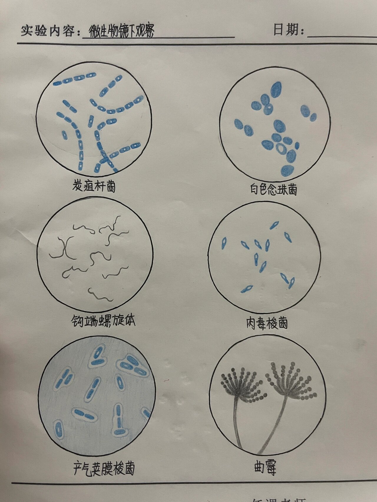 医学微生物红蓝铅笔手绘图