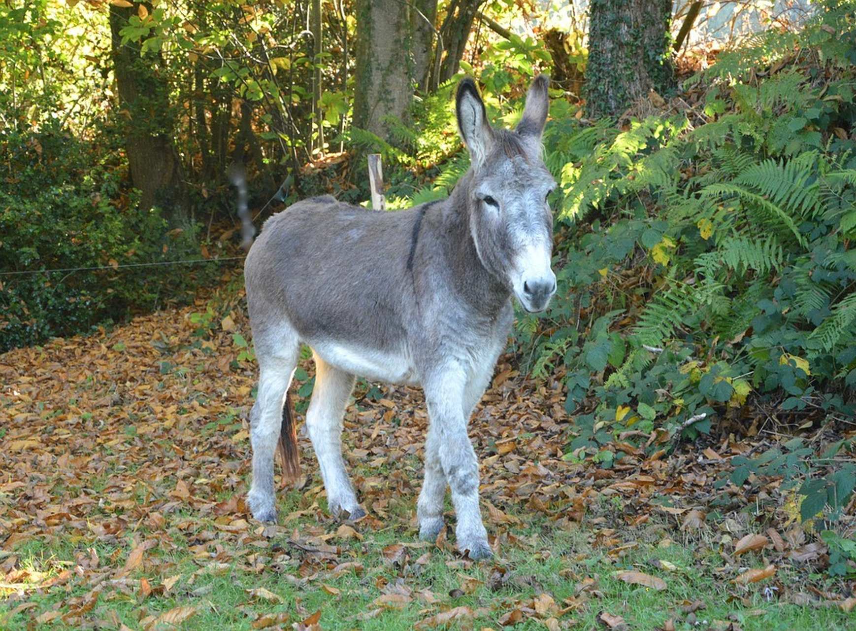 可爱的小毛驴,耳朵尖尖,样子萌萌.#动物趣图