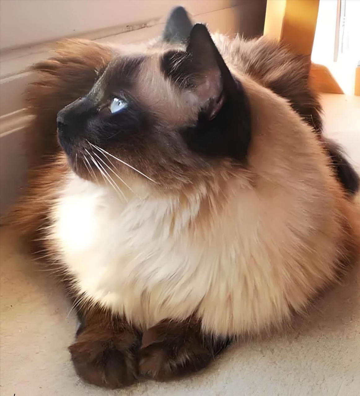 今日主角——巴厘猫 初见惊艳,巴厘猫的独特魅力 02 ·020202