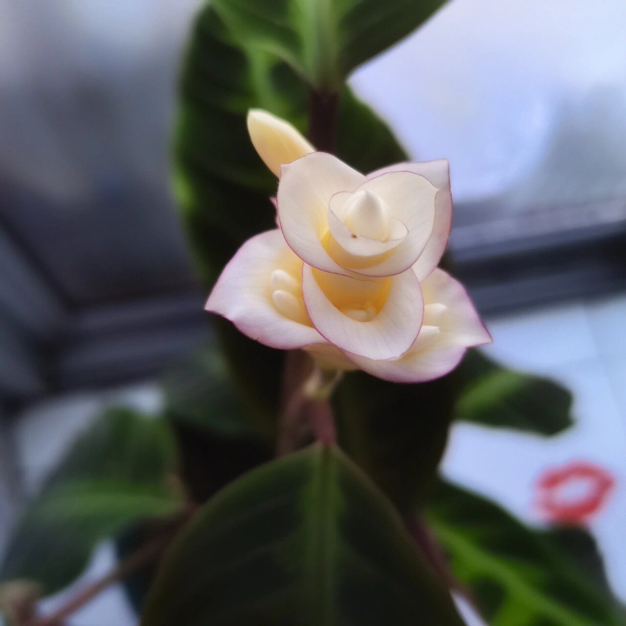 紫背天鹅绒开花 我养的紫背天鹅绒竹芋开花了,太美了!