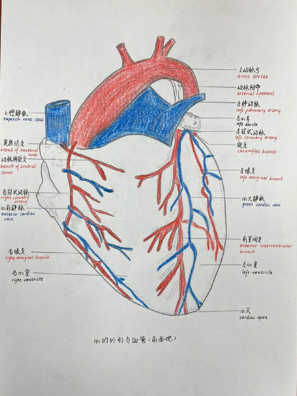 心脏瓣膜手绘图图片