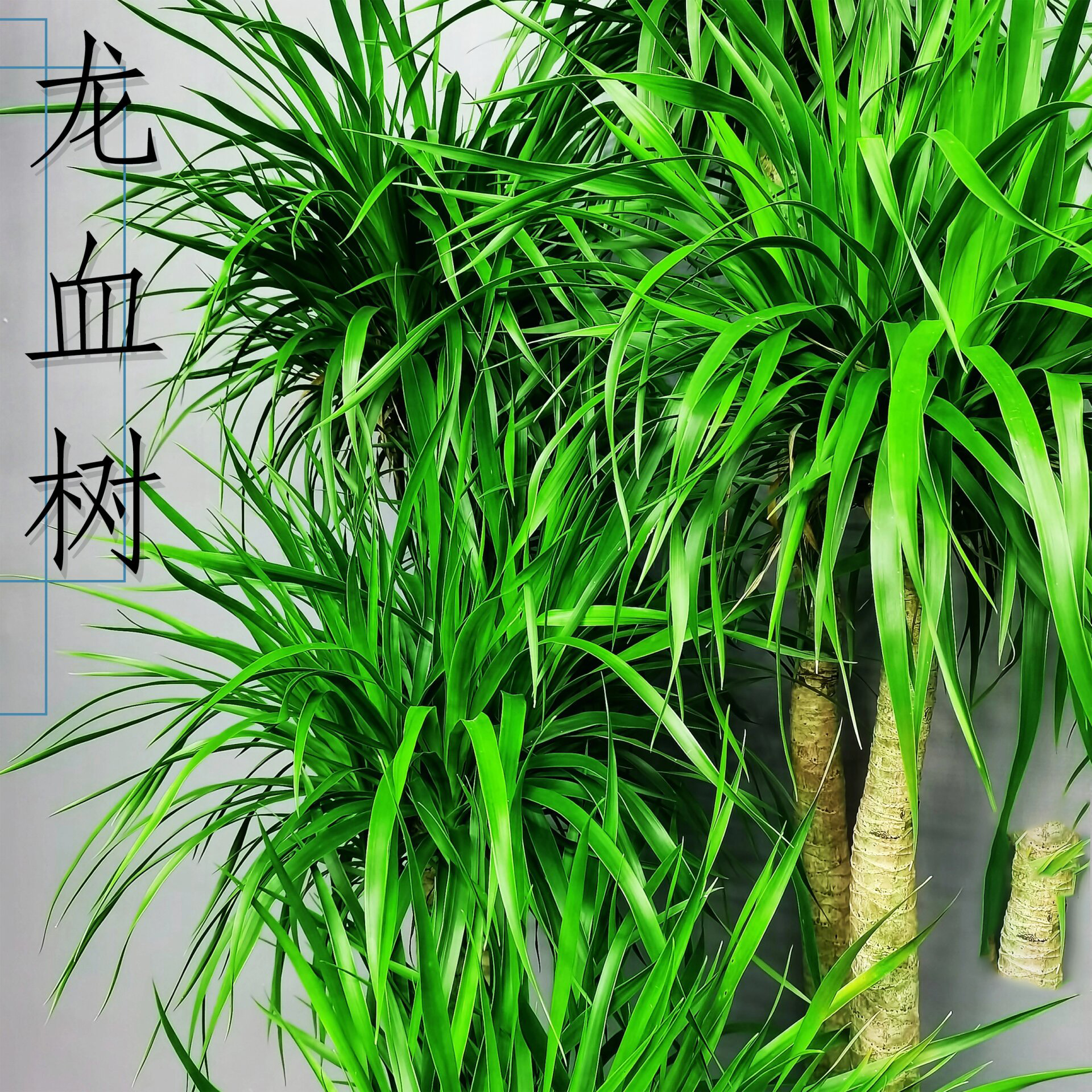 家养植物之龙血树