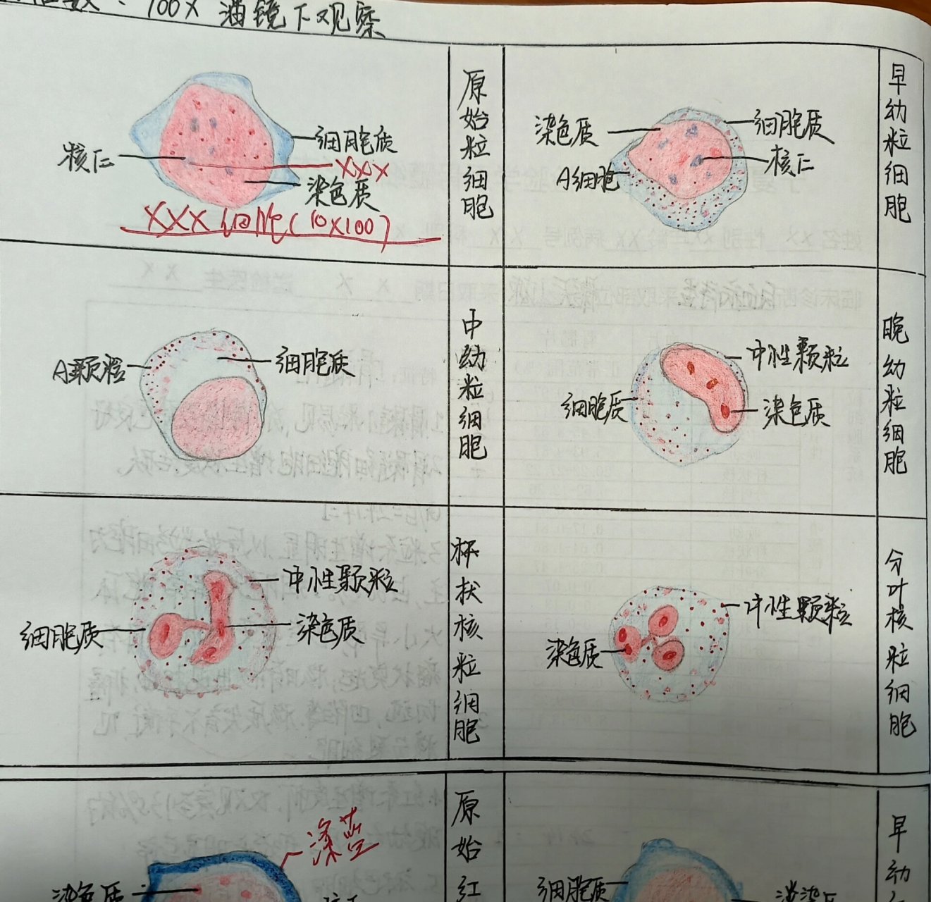 血液学检验 粒系,红系各阶段细胞红蓝铅笔图 大家前期绘图要认真,记得