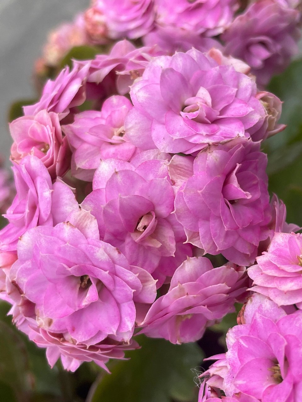 长寿花:梦幻粉.