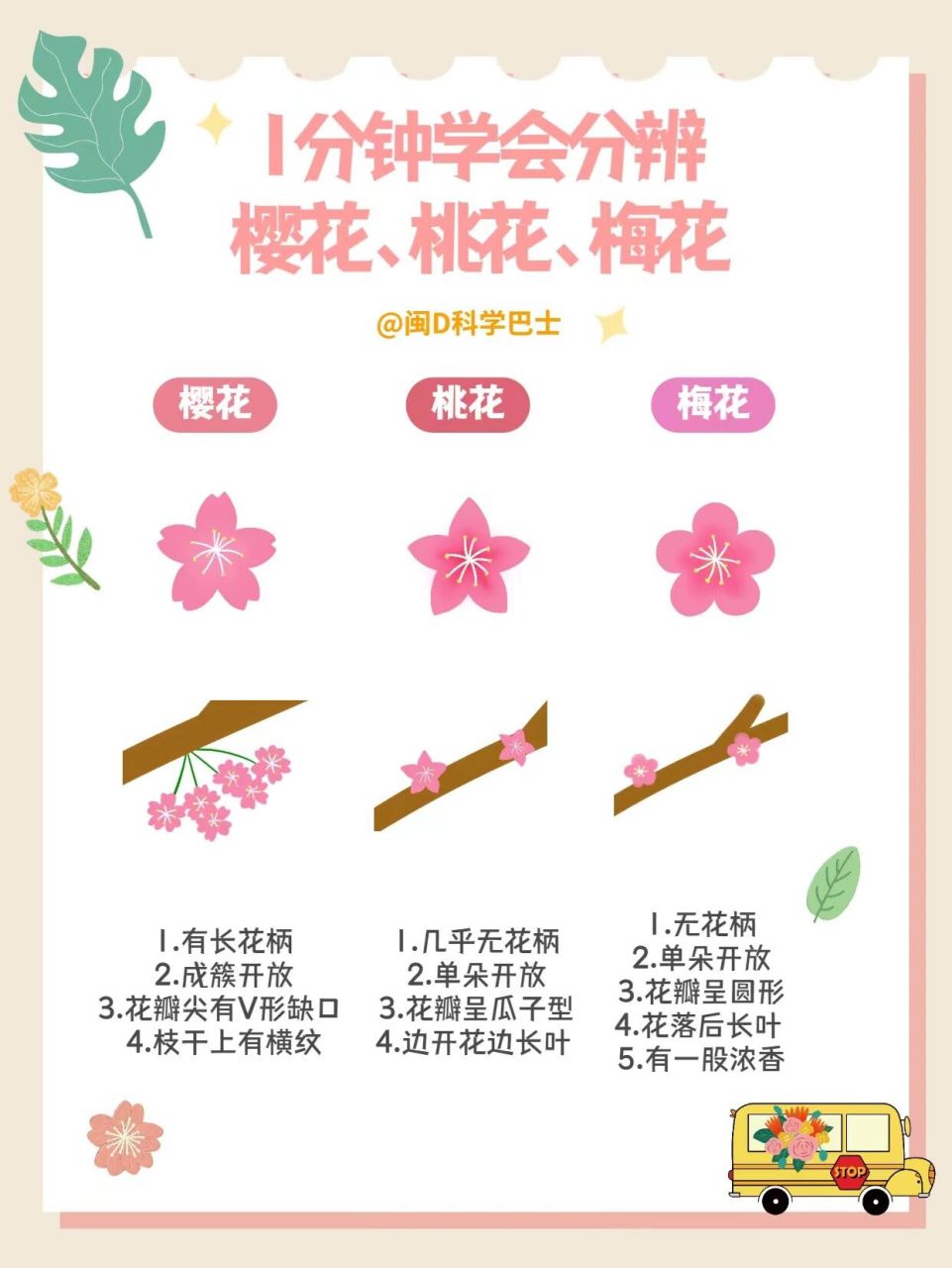 93 闽d科学巴士整理了春天最常见的3种花花:樱花,桃花,梅花的小知识