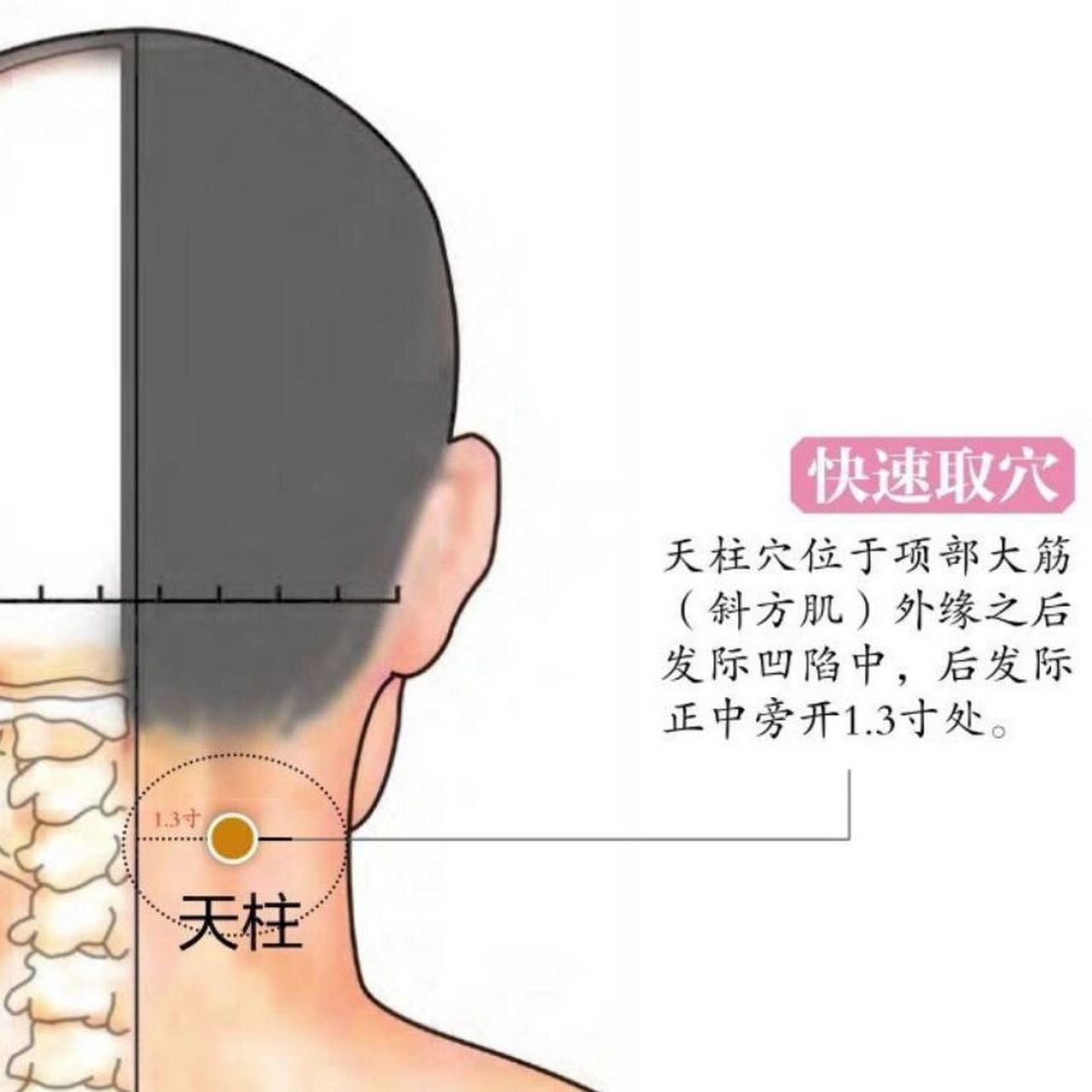 天柱在人体什么位置图片