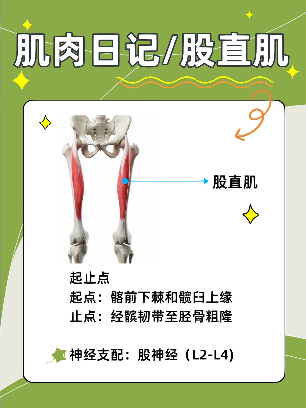 肌肉日记之股直肌 起止点 起点 髂前下棘和髋臼上缘 止点 经髌韧带至