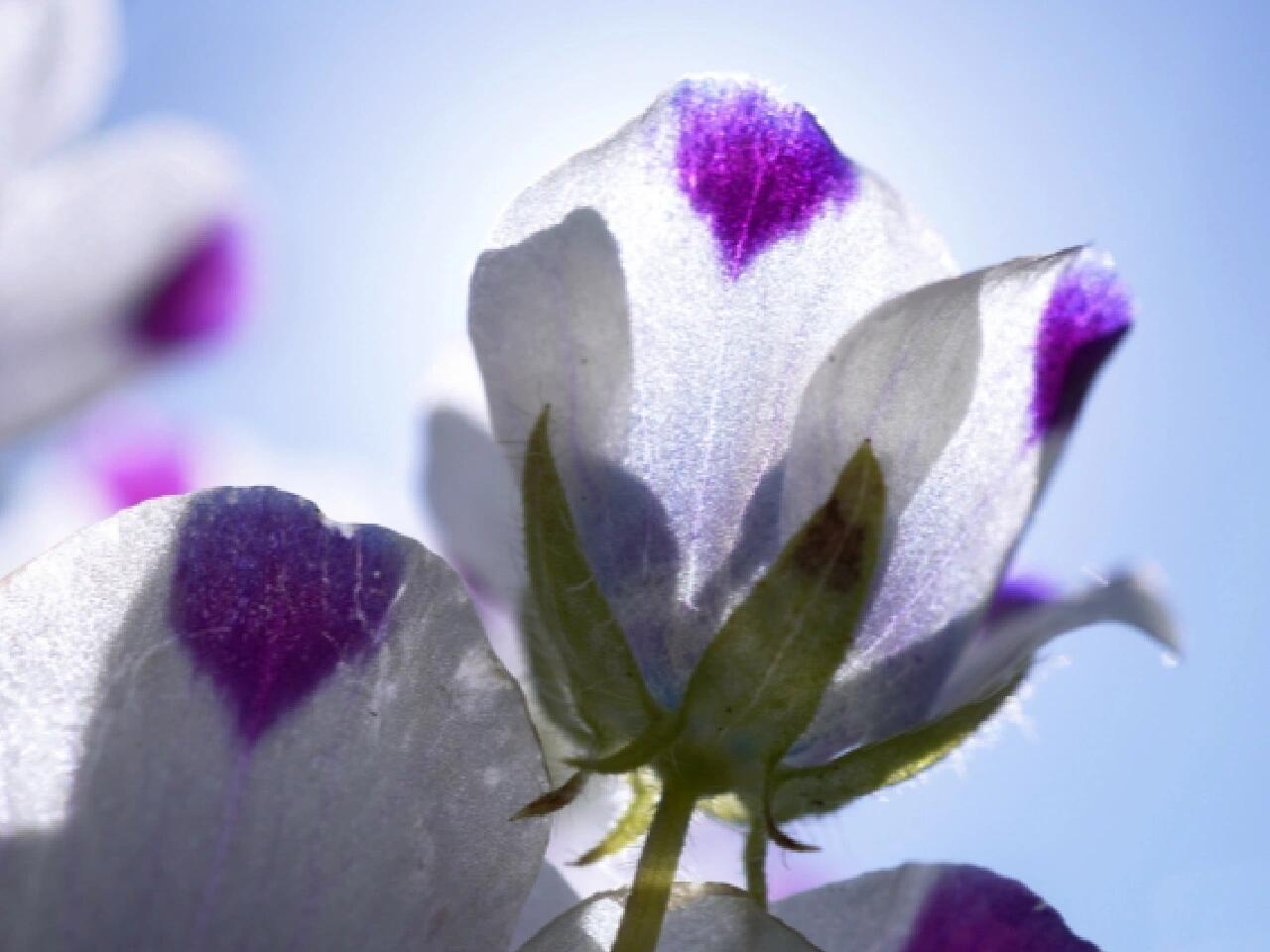 身份94 种:斑花喜林草 nemophila maculata 属:粉蝶花属 nemophlaa