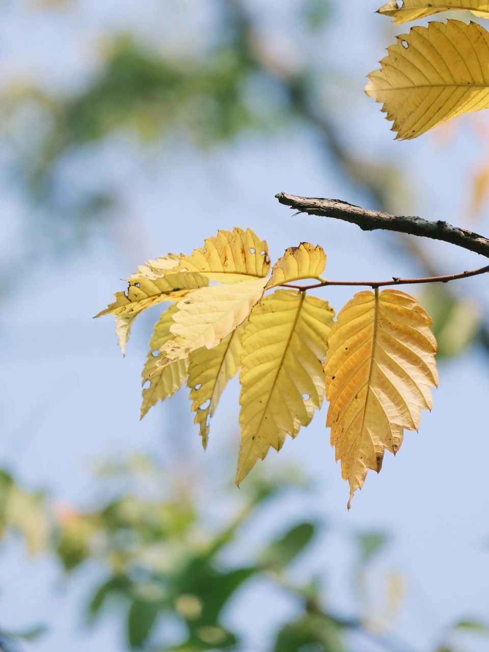 用一张图形容秋天# #笔记灵感# 91:富士xs10 镜头:富士xc50-230