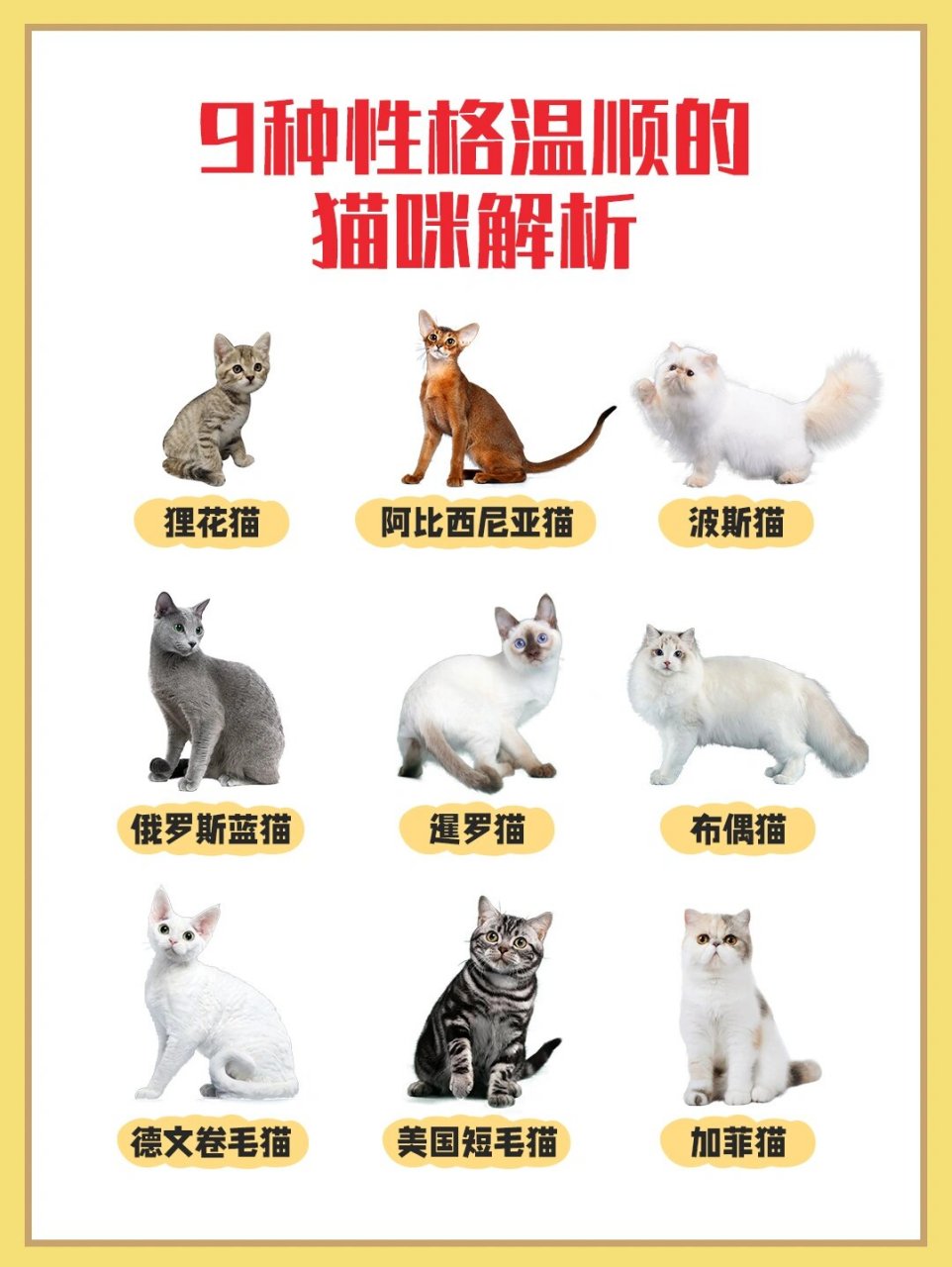 温顺的猫猫品种图片