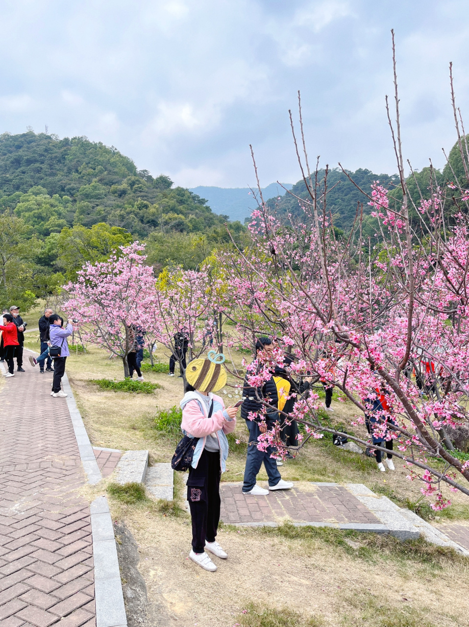 北岭山森林公园樱花图片