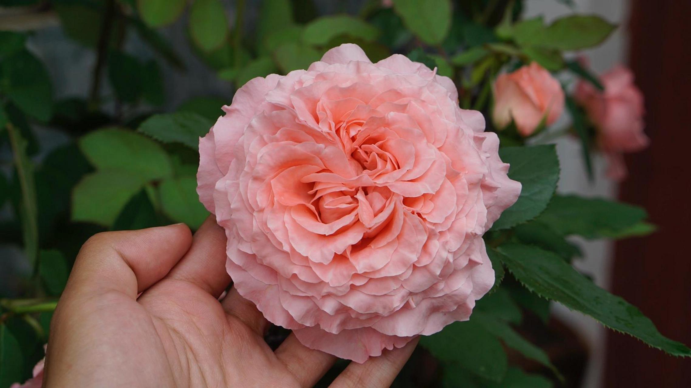归园月季品种介绍2-珊瑚果冻 珊瑚果冻coral gelee,河本纯子作品,抗病