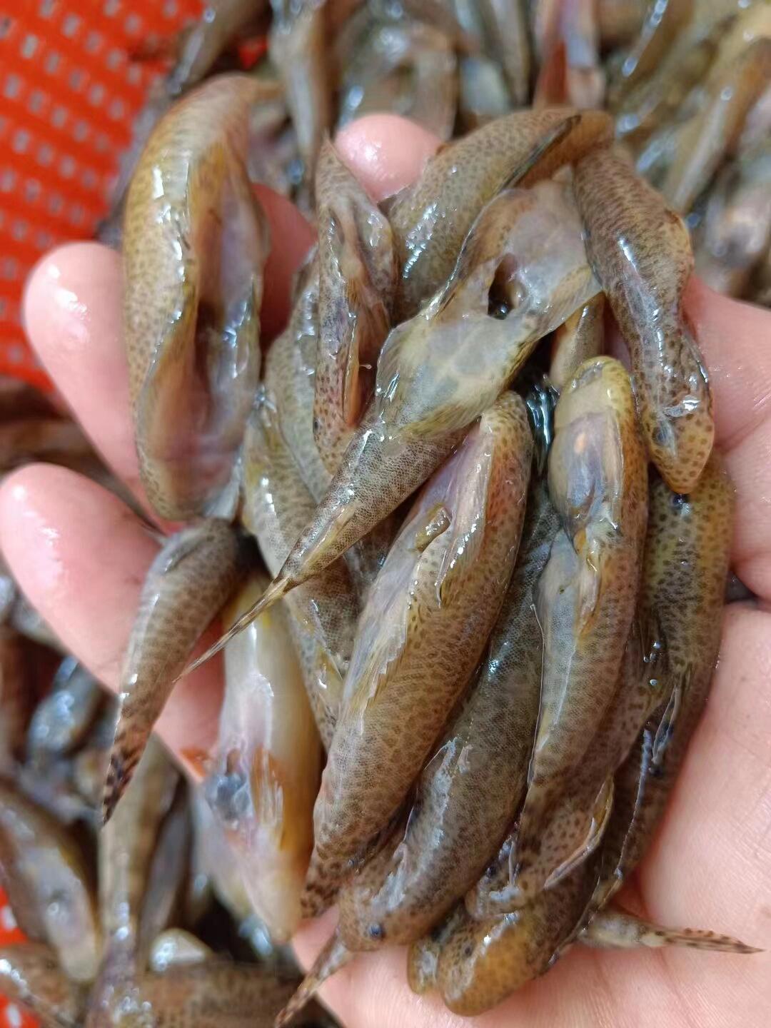 野生小鱼仔,鱼小肉多