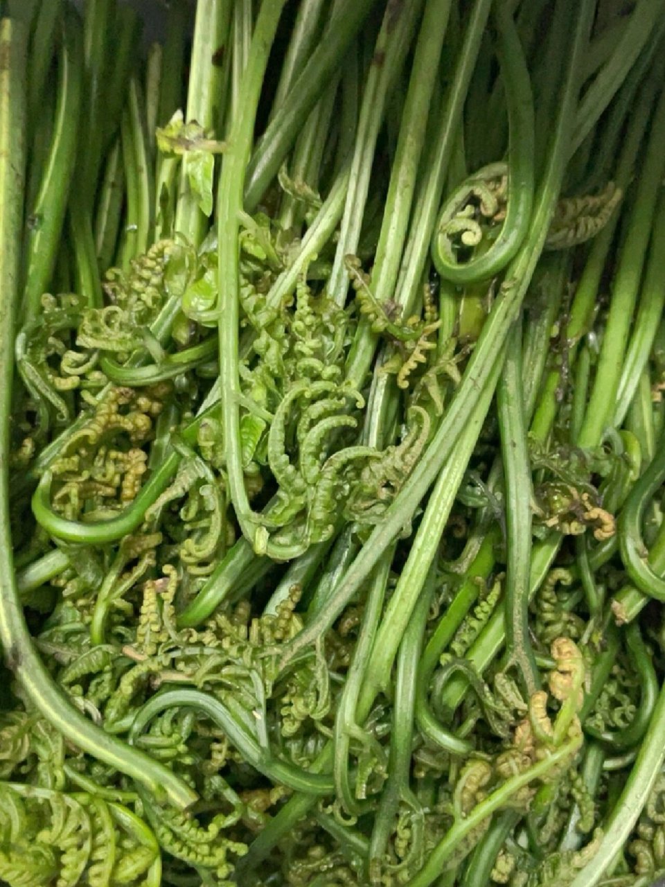 广西野菜,也叫水蕨菜,你们吃过吗?怎么煮
