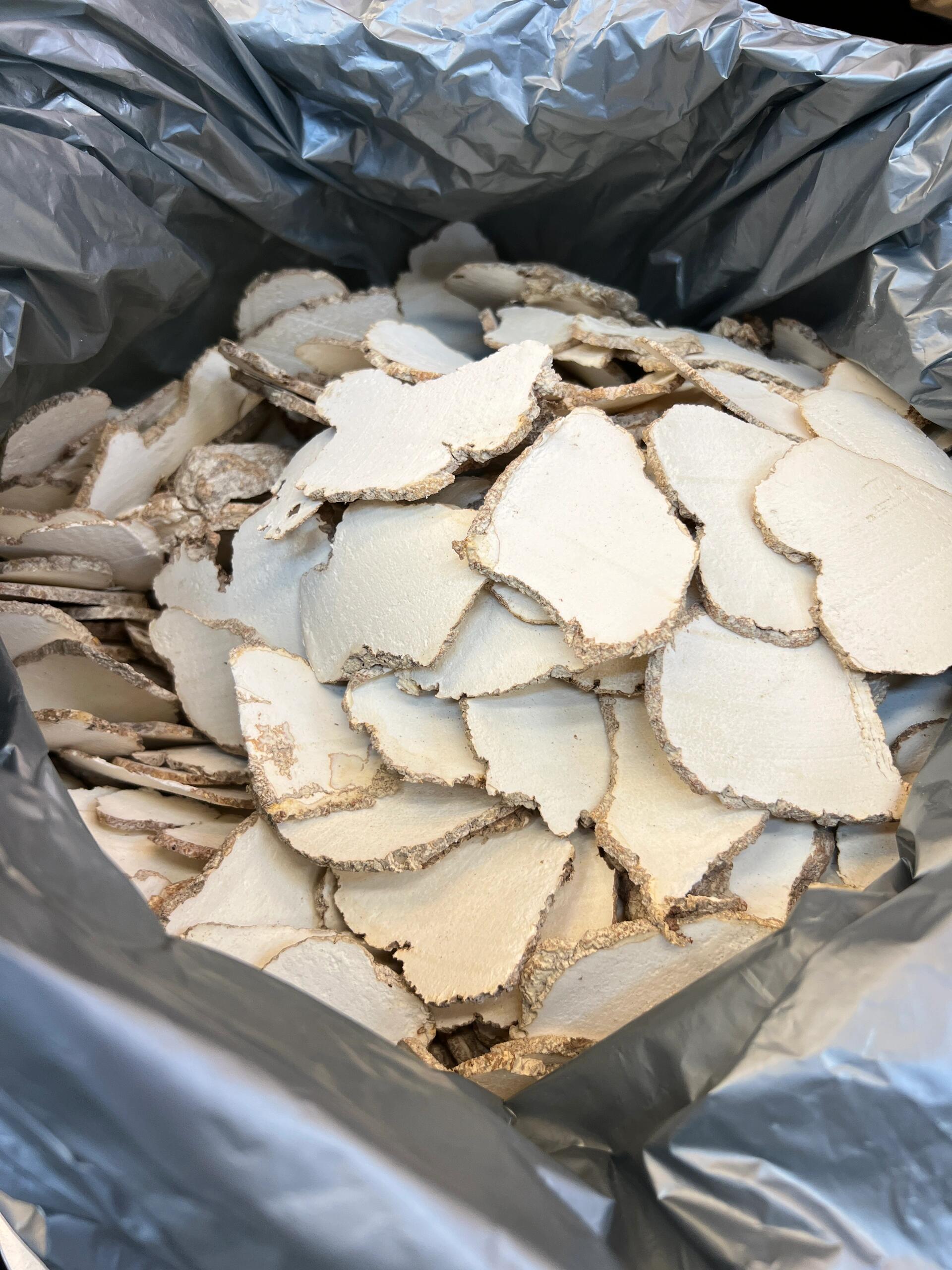 每天都在出货的虎乳菌,大颗90480斤价92 支气管敏感易咳嗽,久咳的