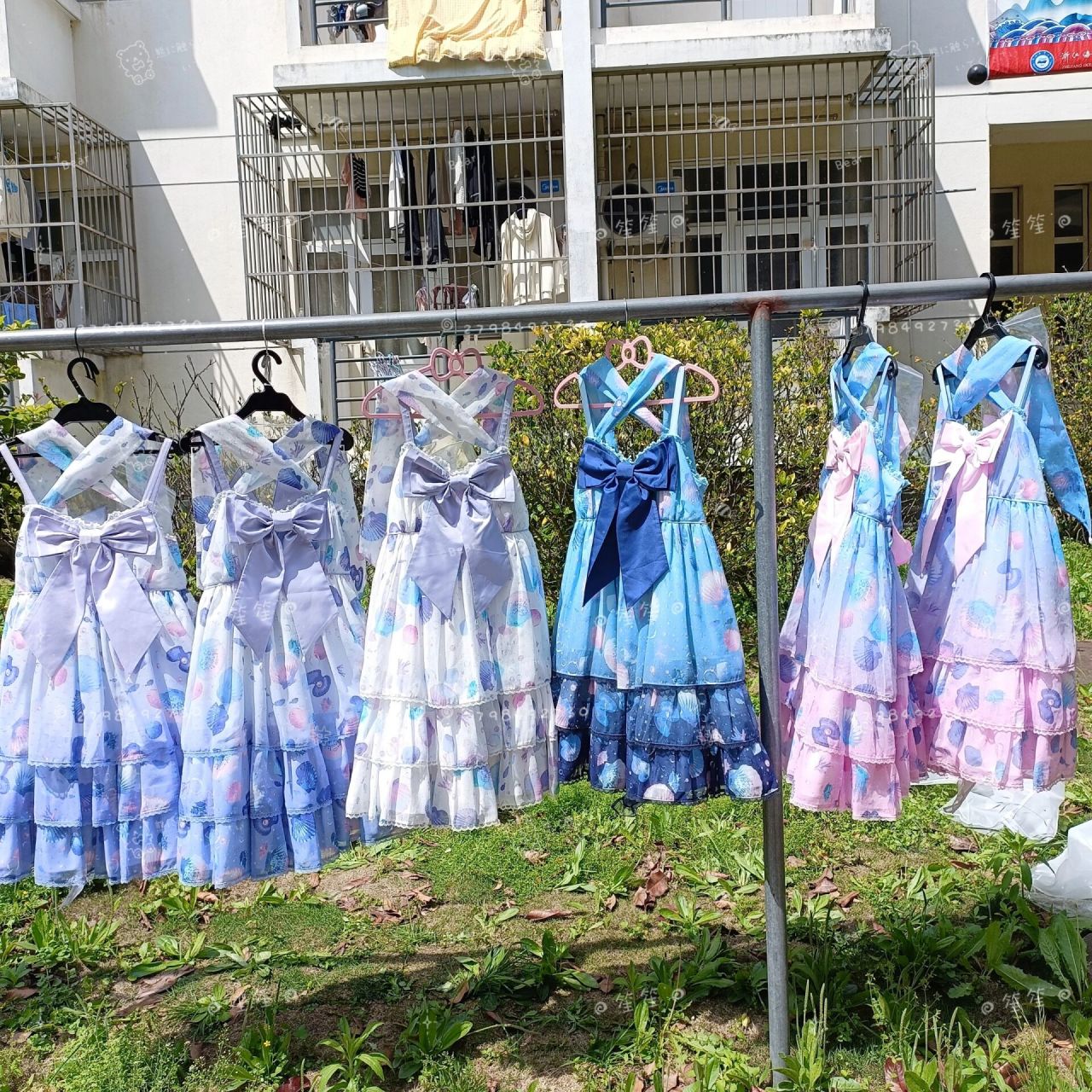 ap贝壳全家福 真的很美 贝壳在迎接夏天啦