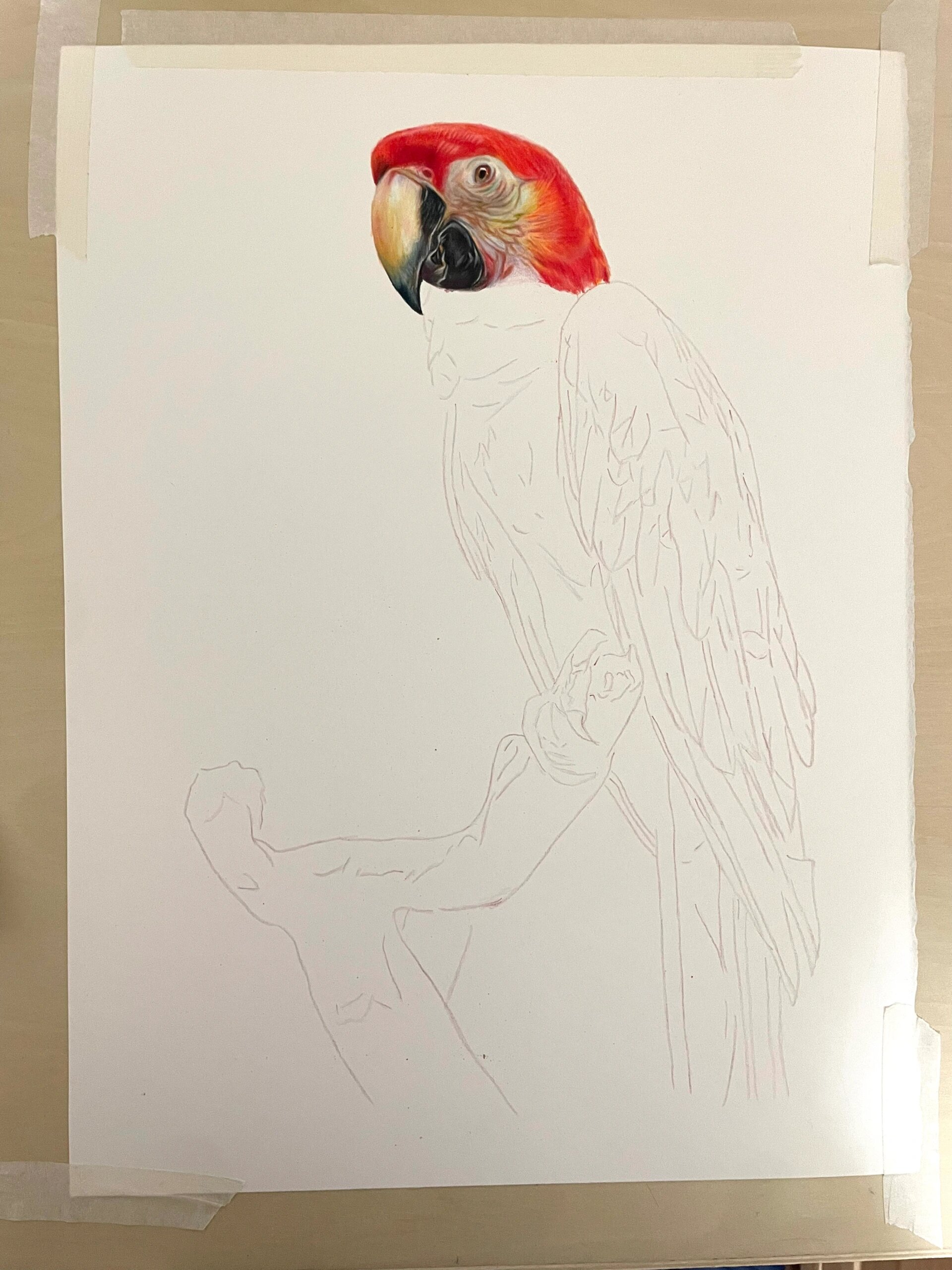 彩铅手绘 金刚鹦鹉