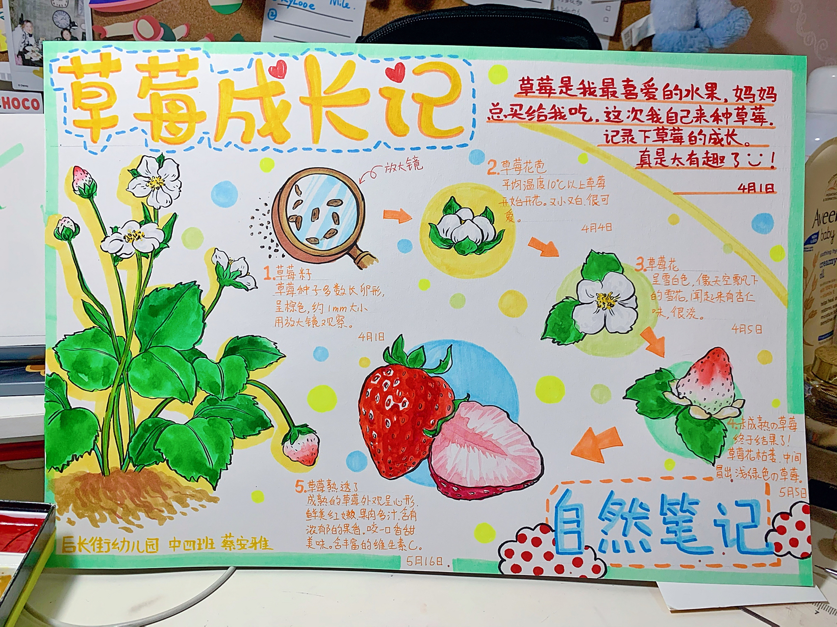 幼儿园自然笔记手抄报 幼儿园自然笔记手抄报