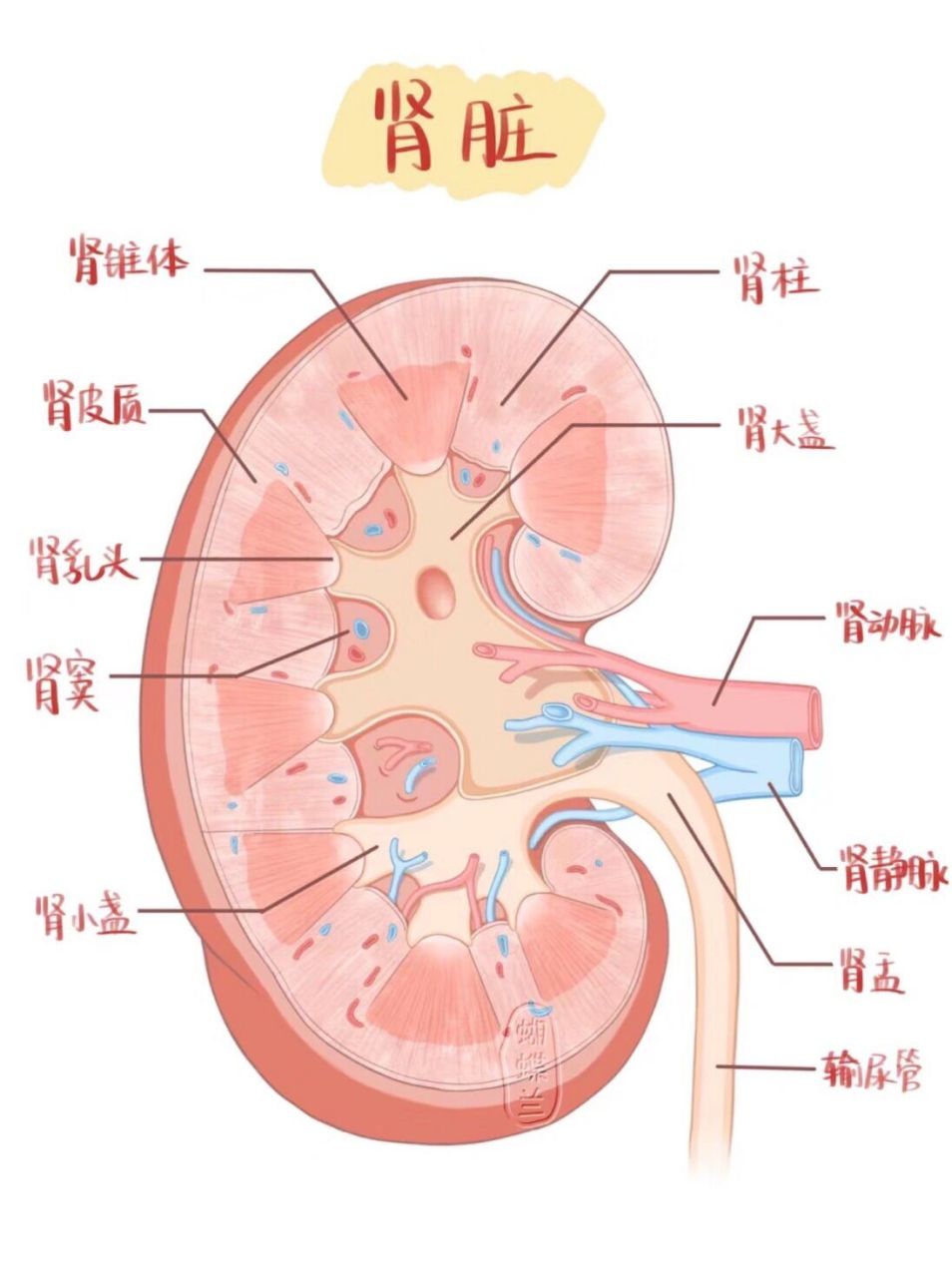 医学小知识之肾脏图