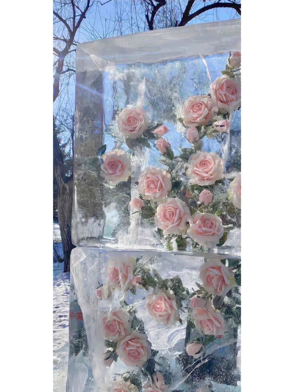 玫瑰微信聊天背景